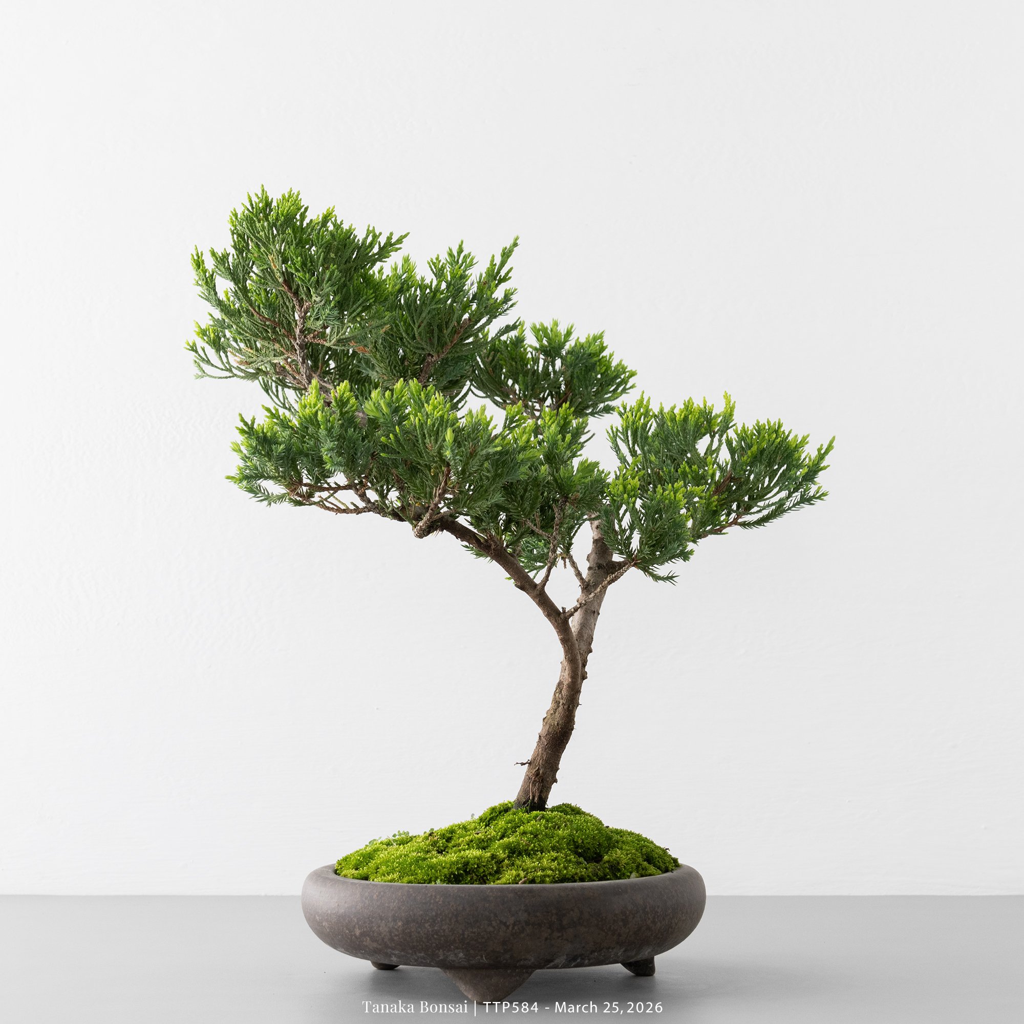 臺灣真柏｜TTP584