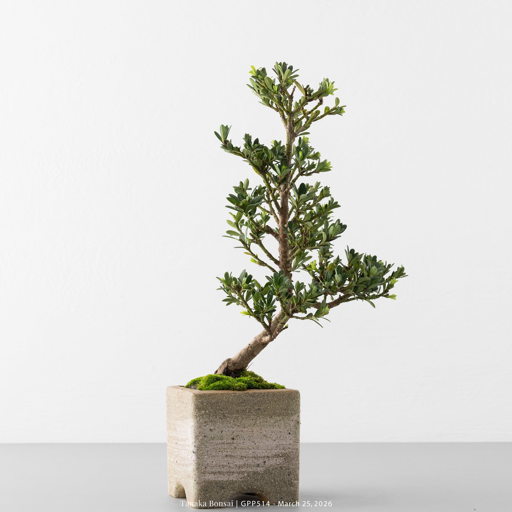 綠鑽羅漢松｜GPP514