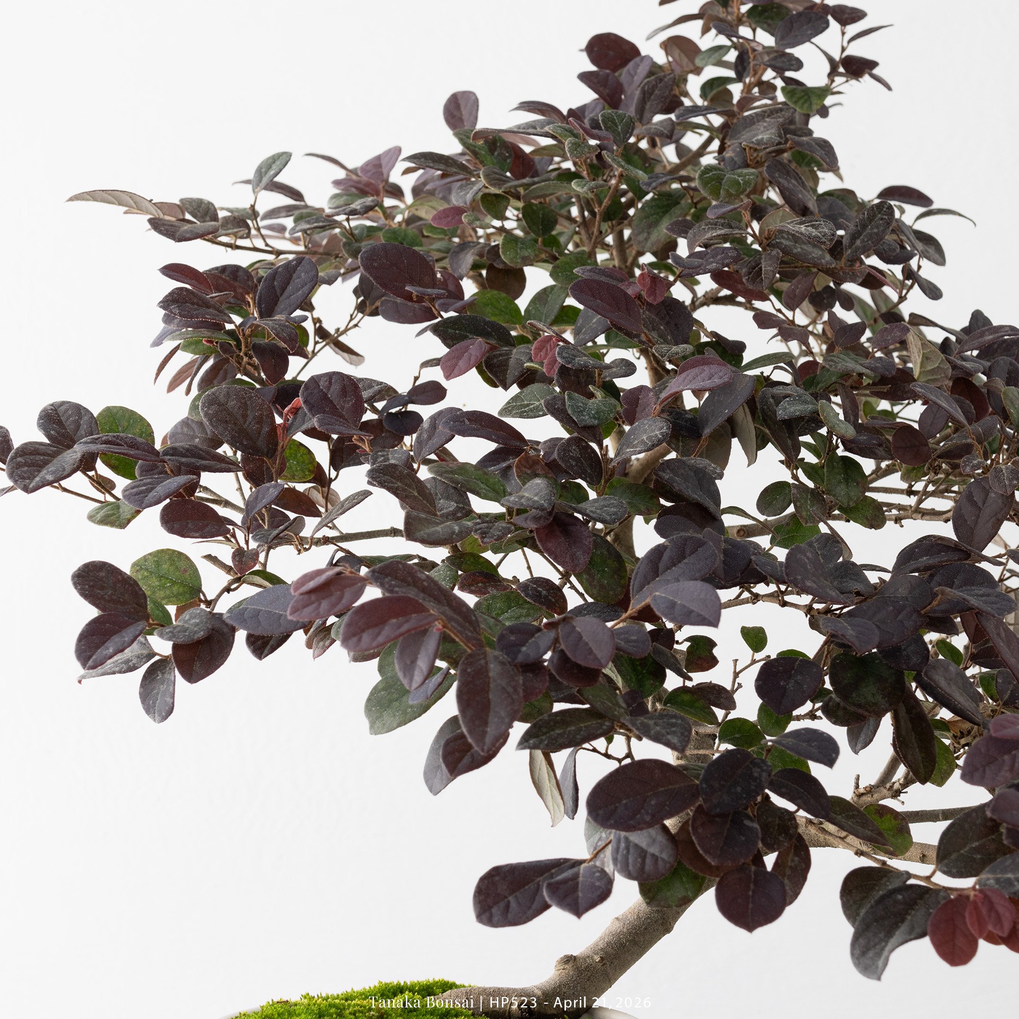 紅花繼木｜HP523