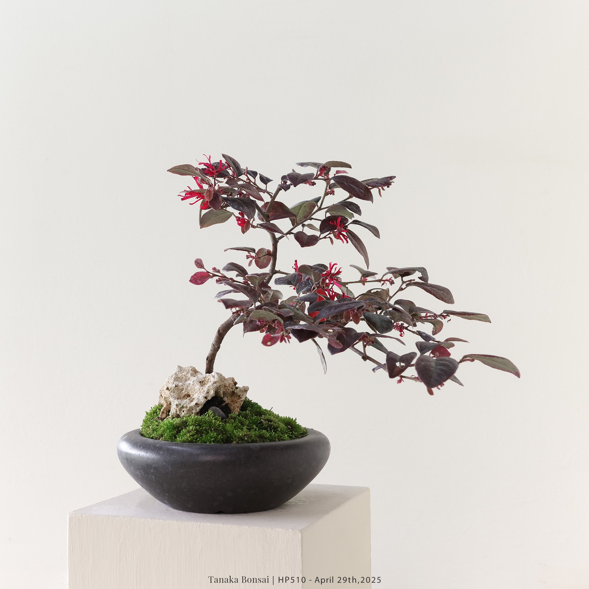 紅花繼木｜HP510