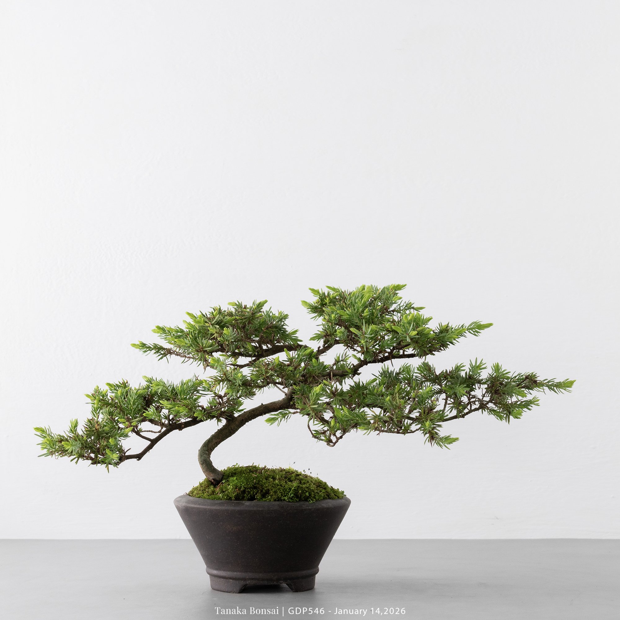 黃金杜松｜GDP546