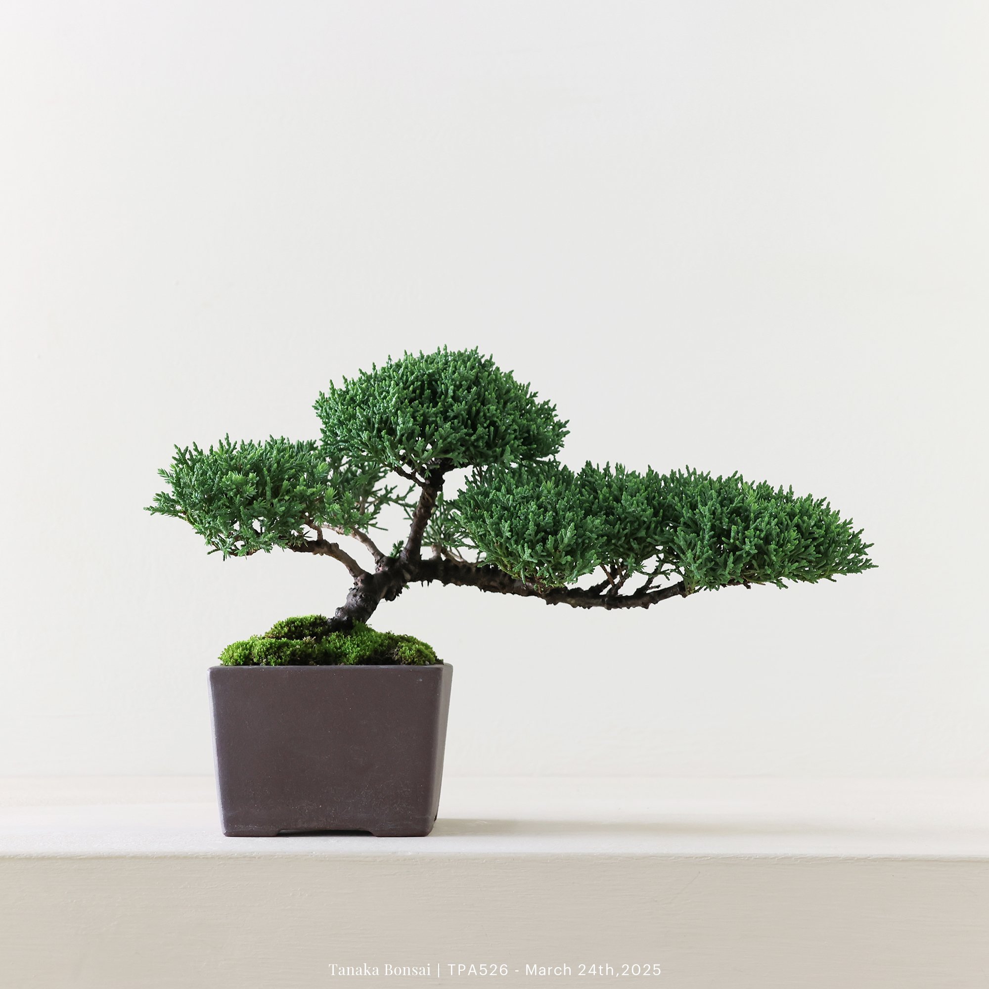 紀州真柏｜TPA526