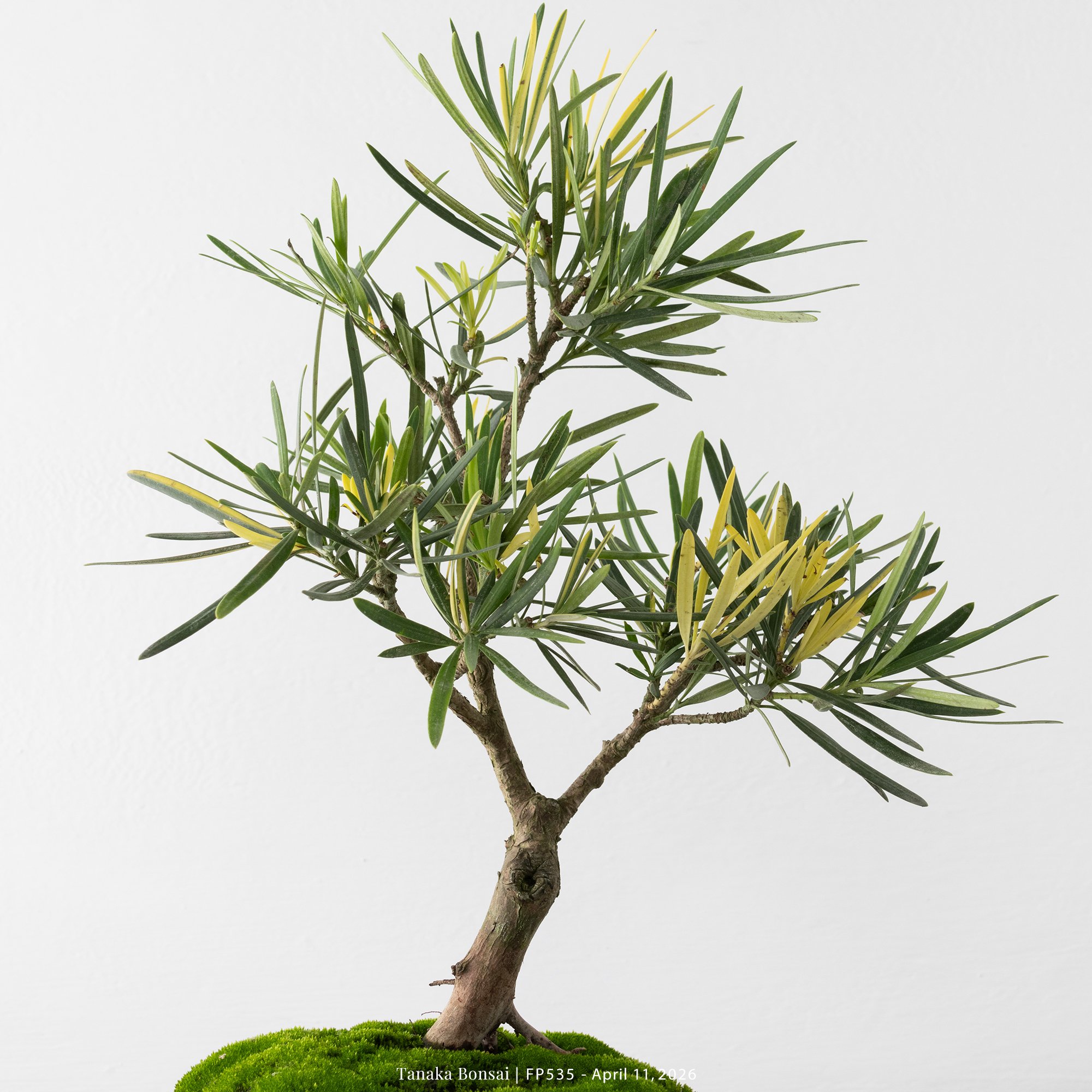 日本斑葉羅漢松｜FP535