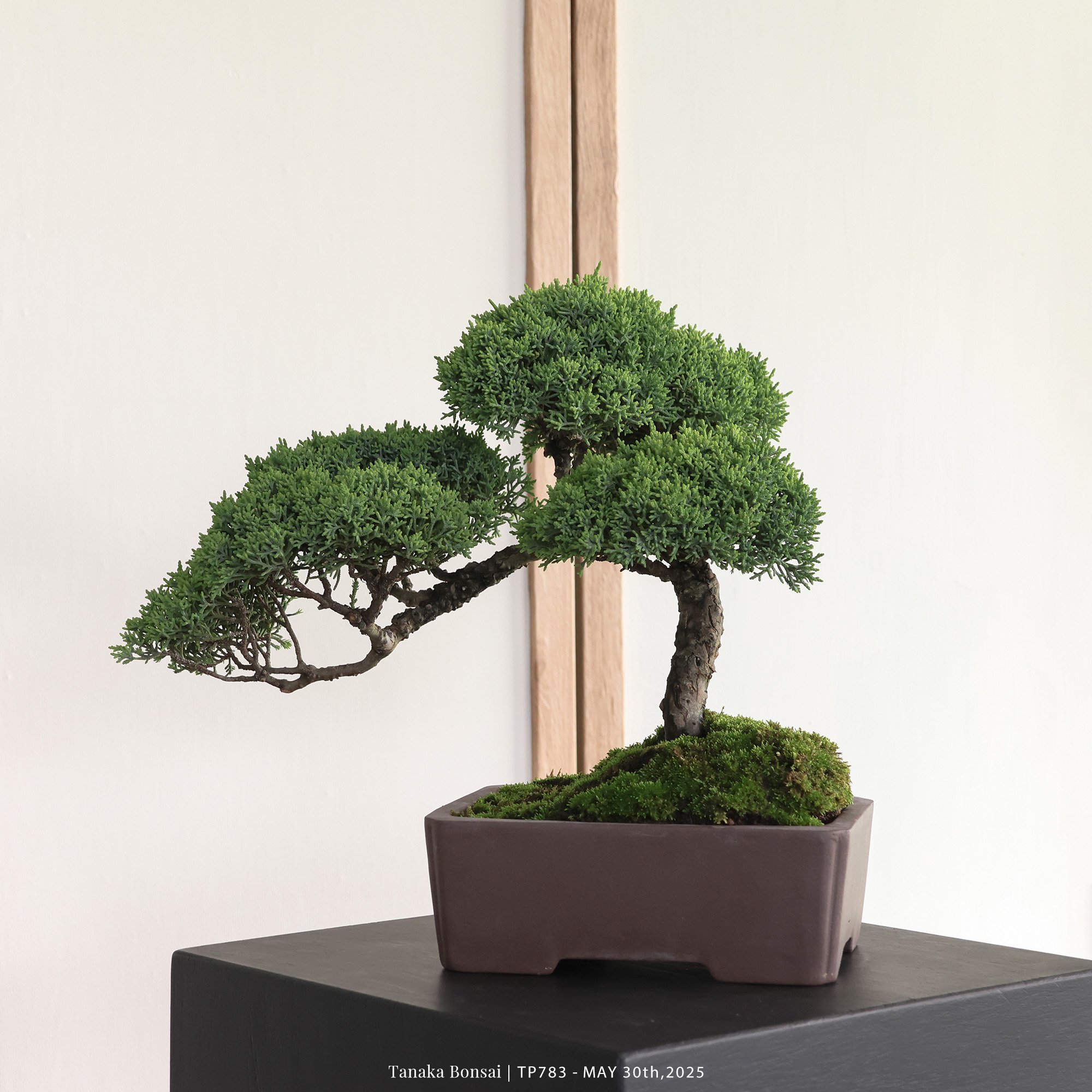 紀州真柏｜TP783