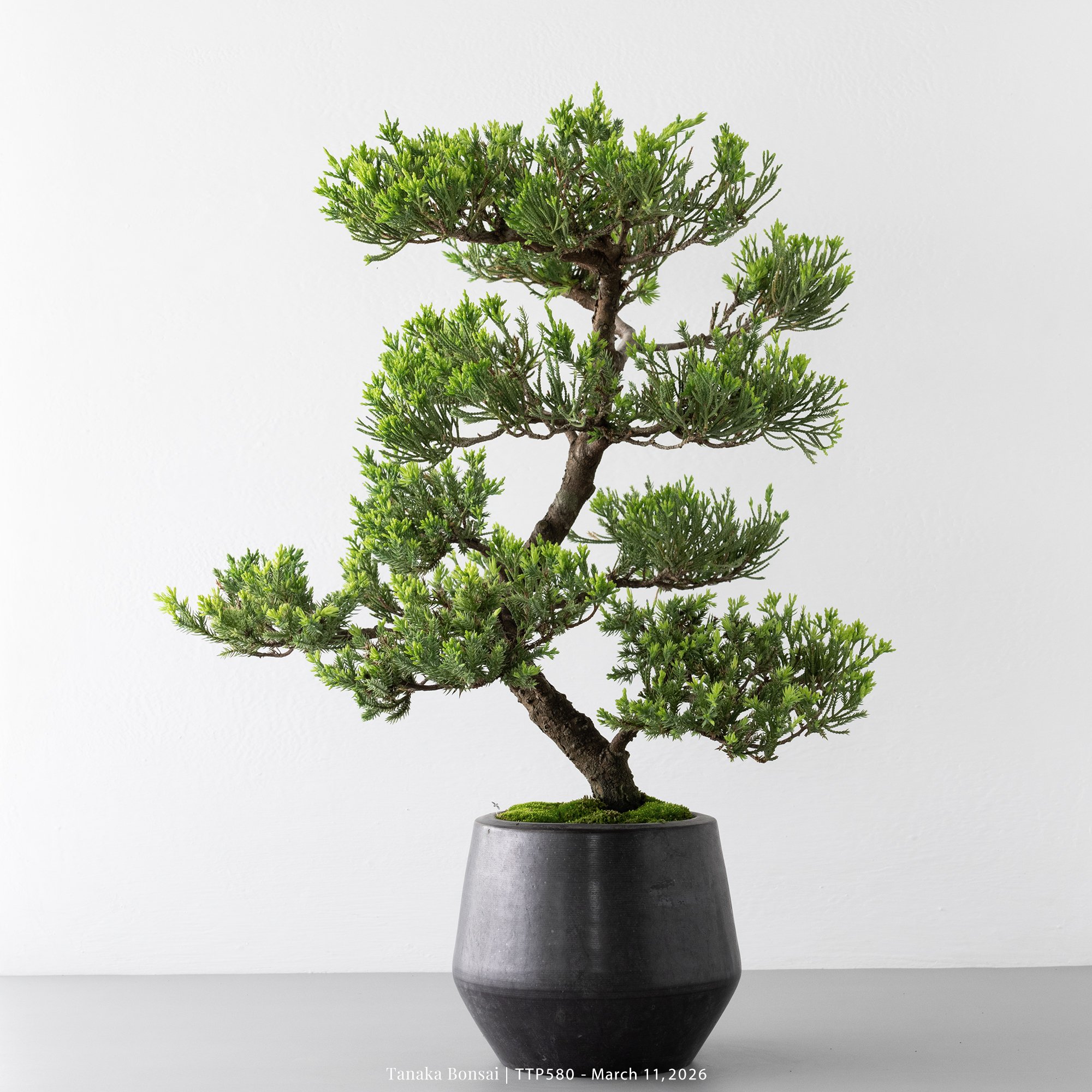 臺灣真柏｜TTP580