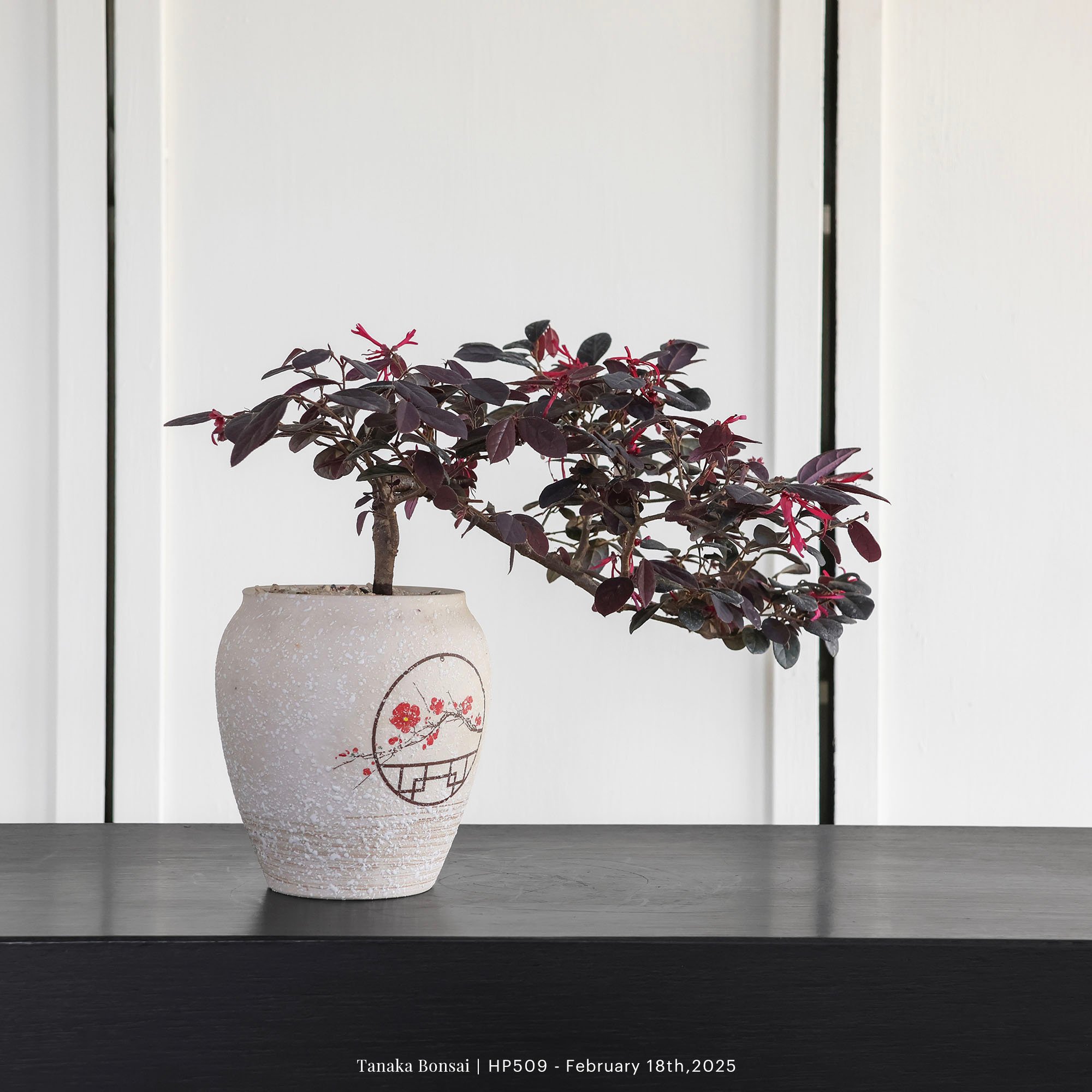 紅花繼木｜HP509