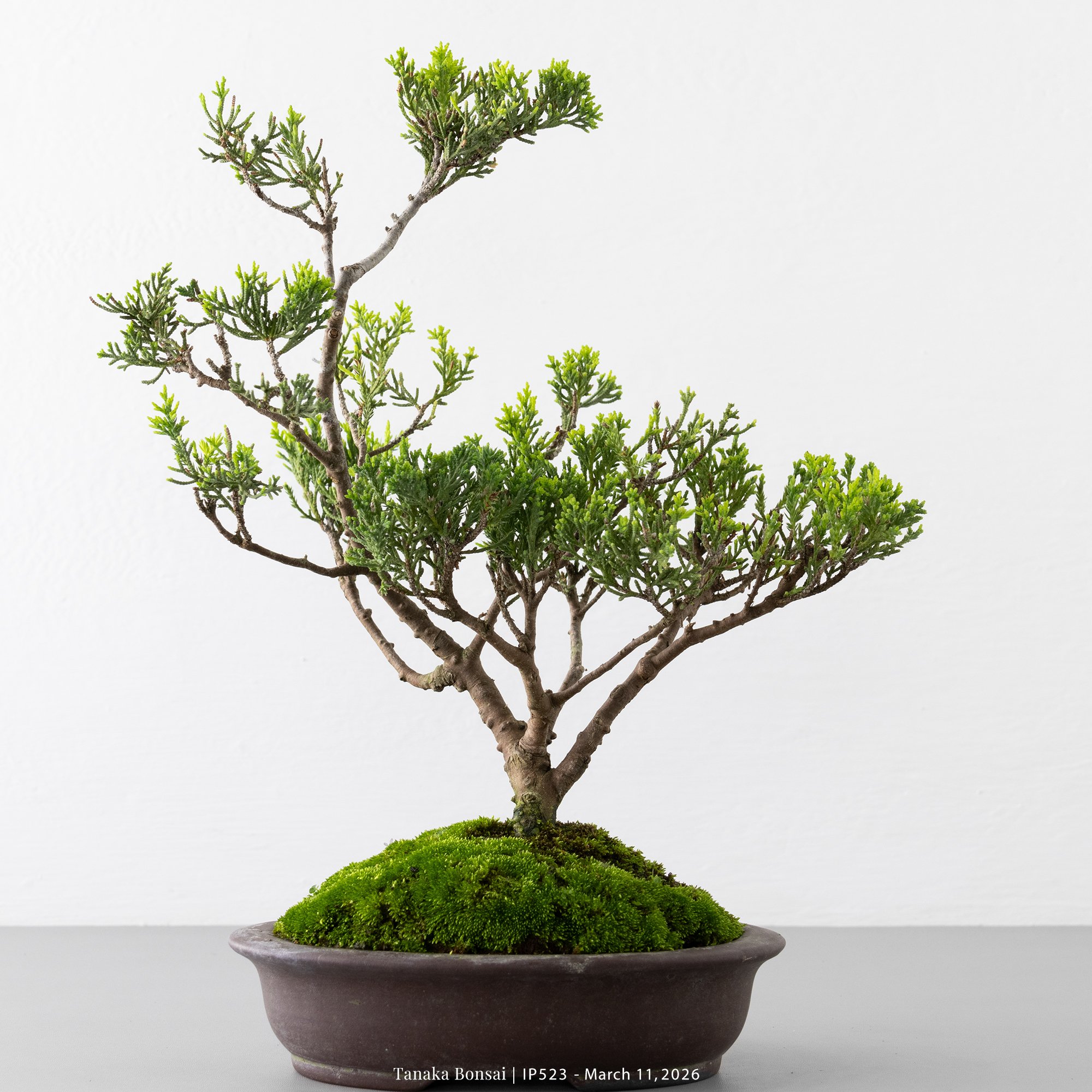 系魚川真柏｜IP523