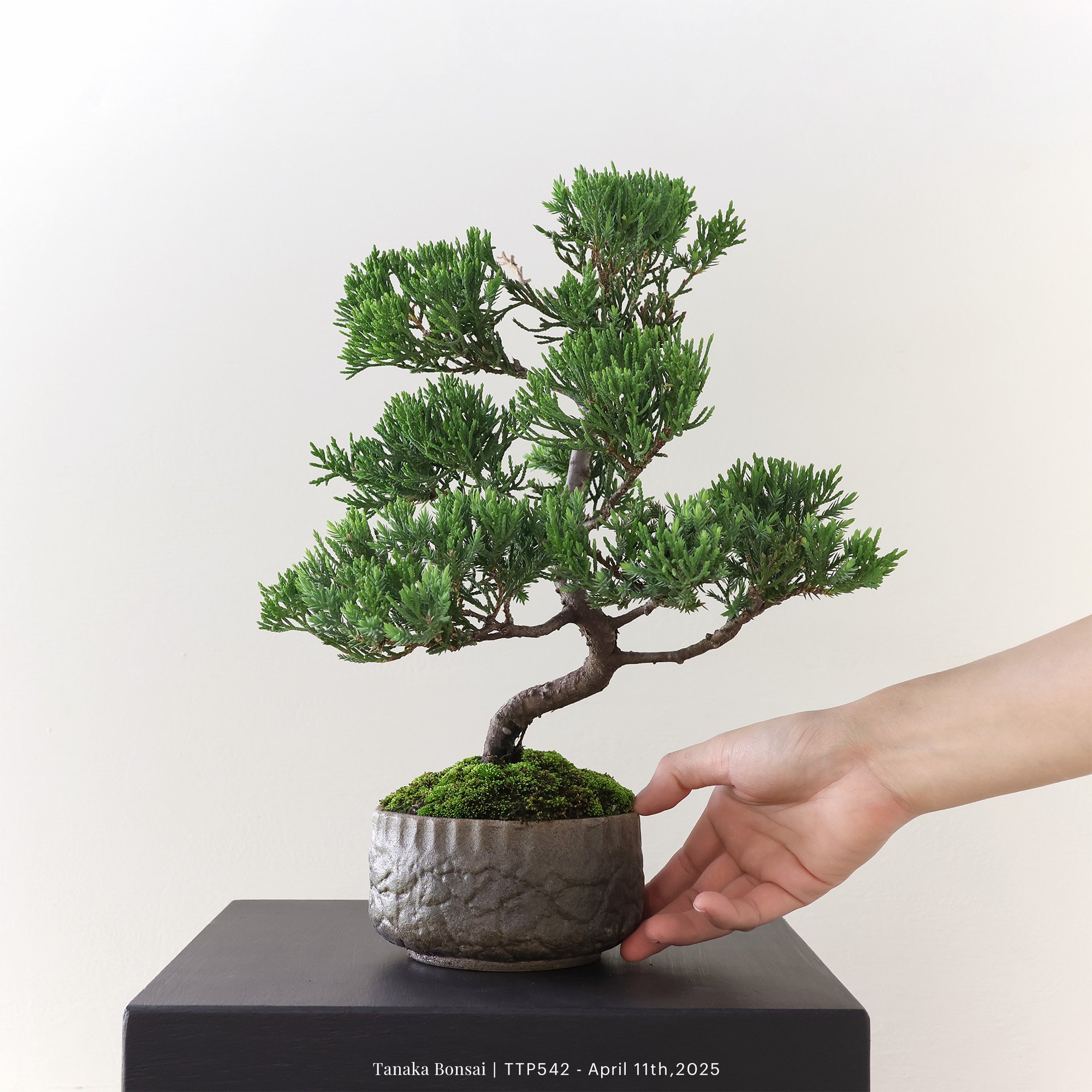 台灣真柏｜TTP542