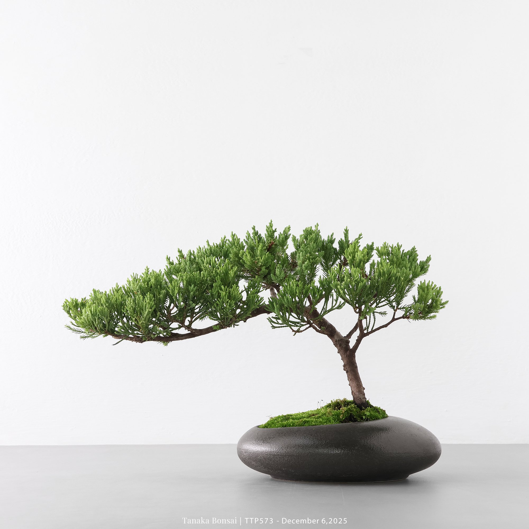 台灣真柏｜TTP573