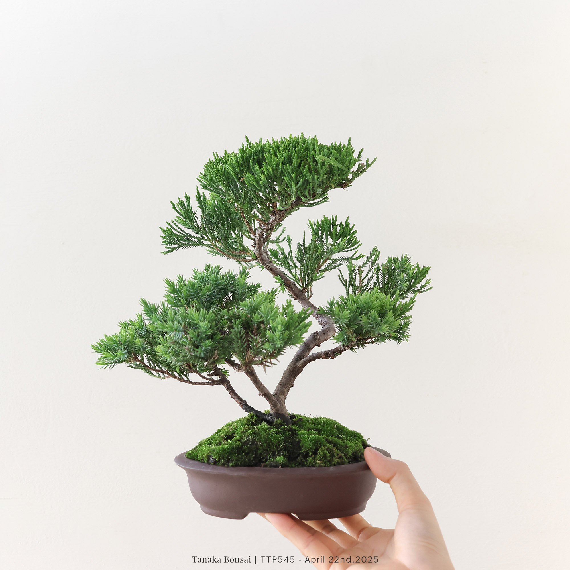 台灣真柏｜TTP545