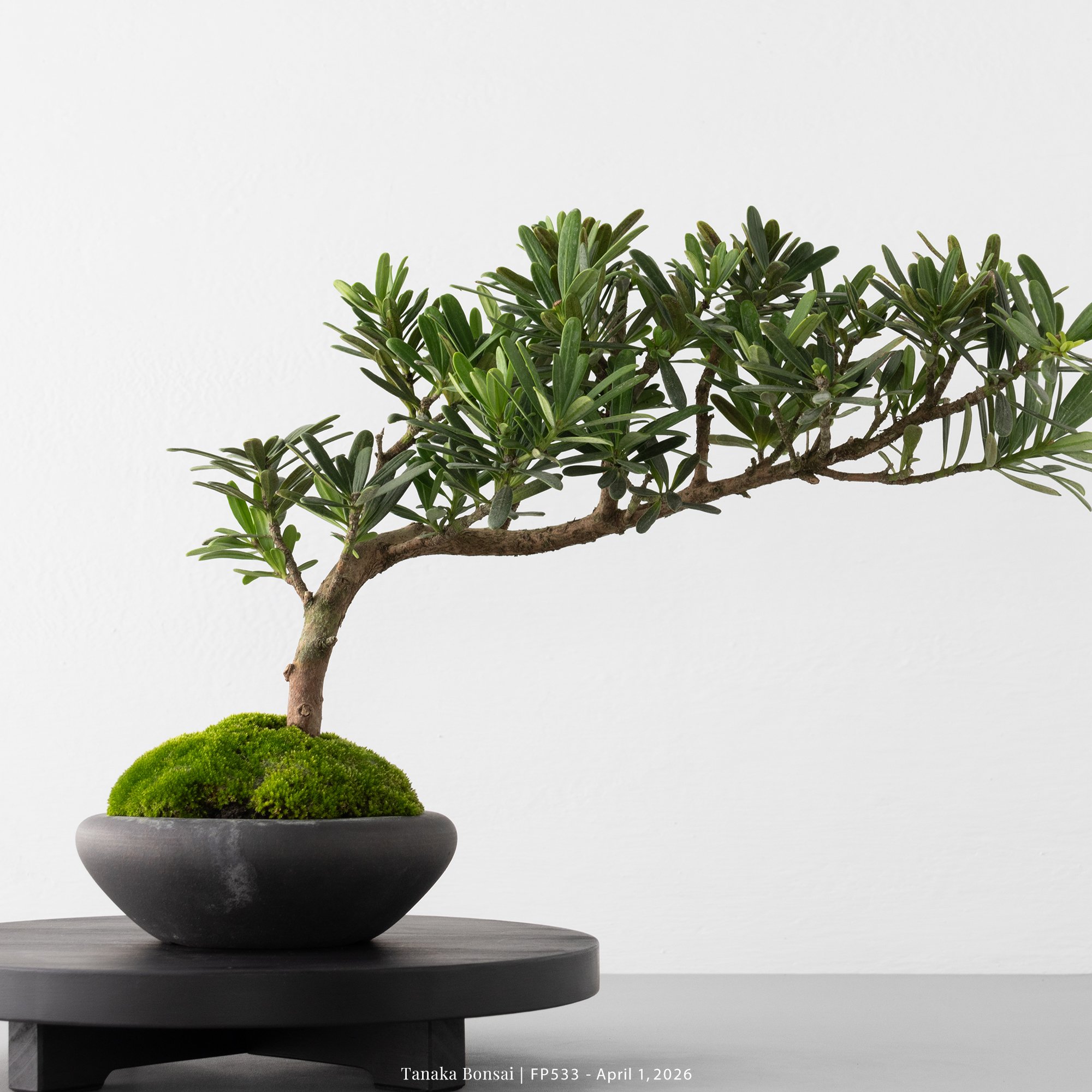 晶鑽羅漢松｜FP533