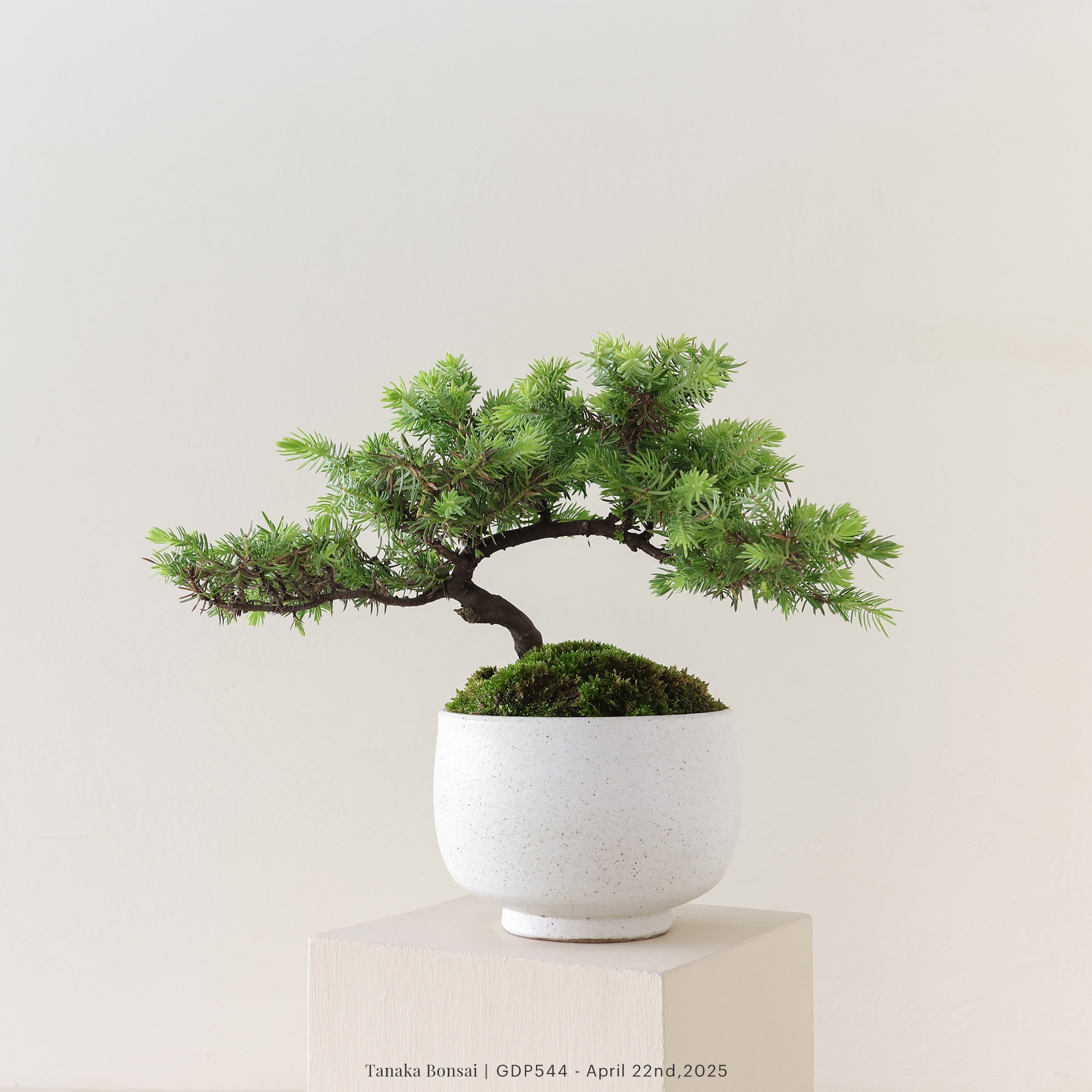 黃金杜松｜GDP544