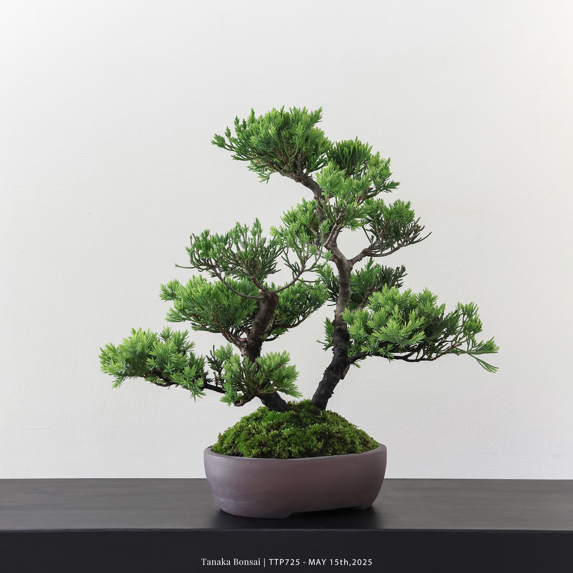 台灣真柏｜TTP725