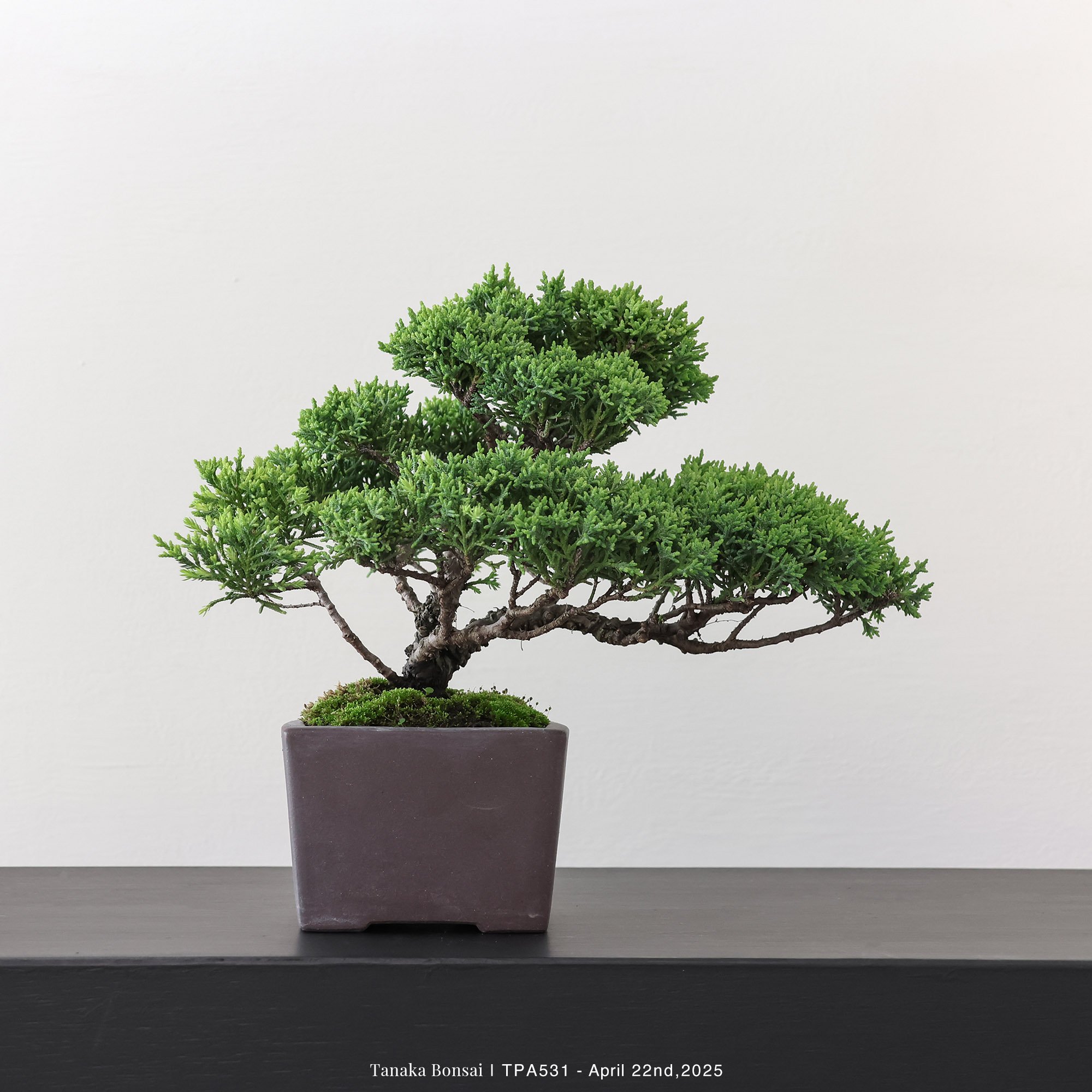 紀州真柏｜TPA531