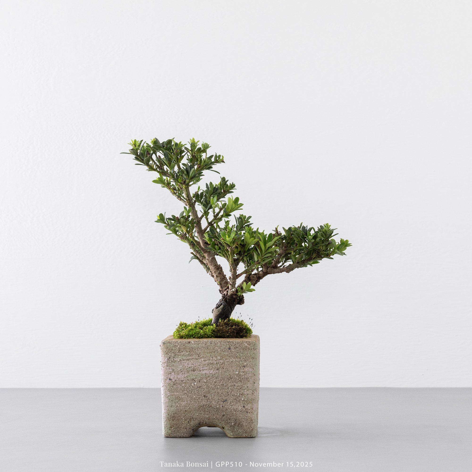 綠鑽羅漢松｜GPP510