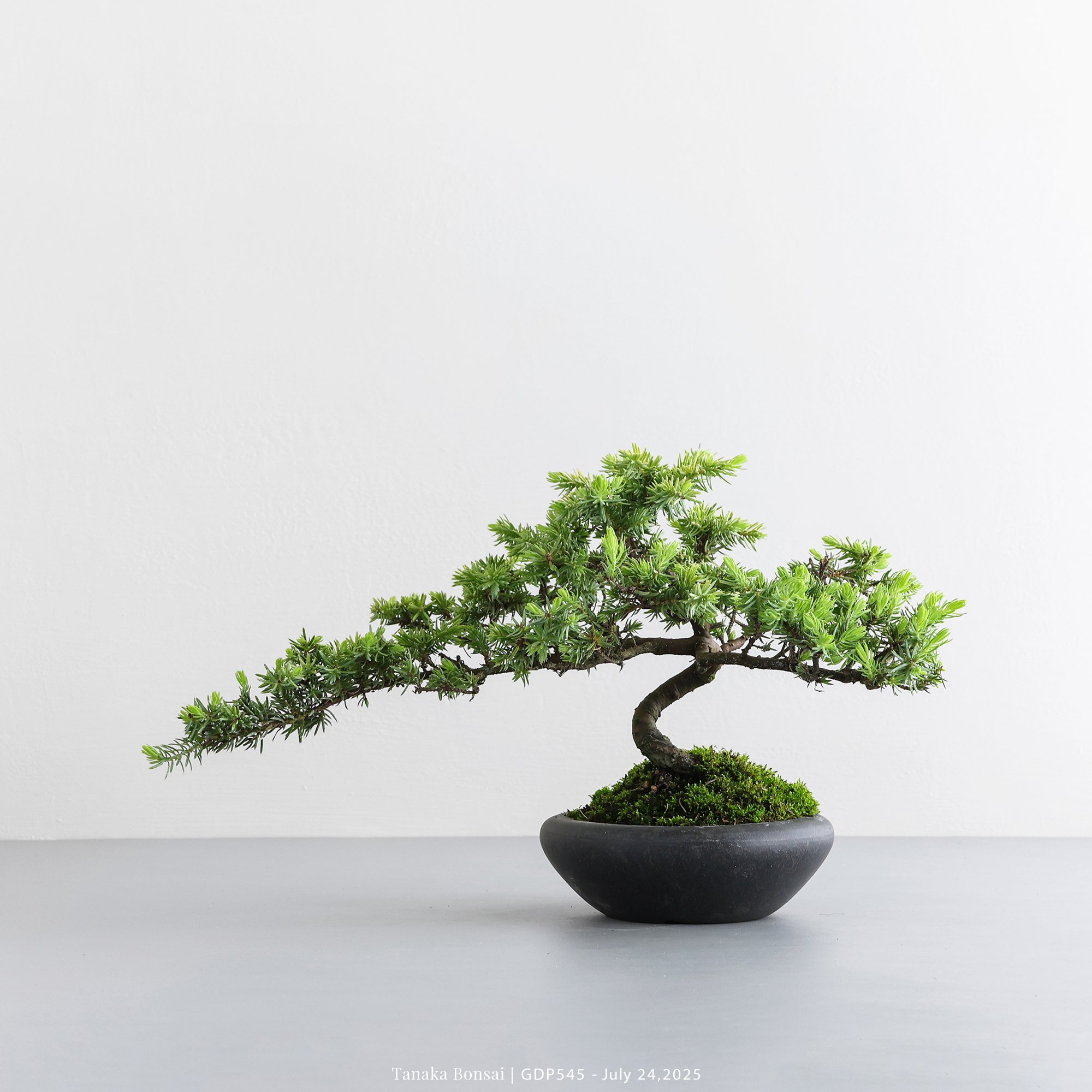 黃金杜松｜GDP545