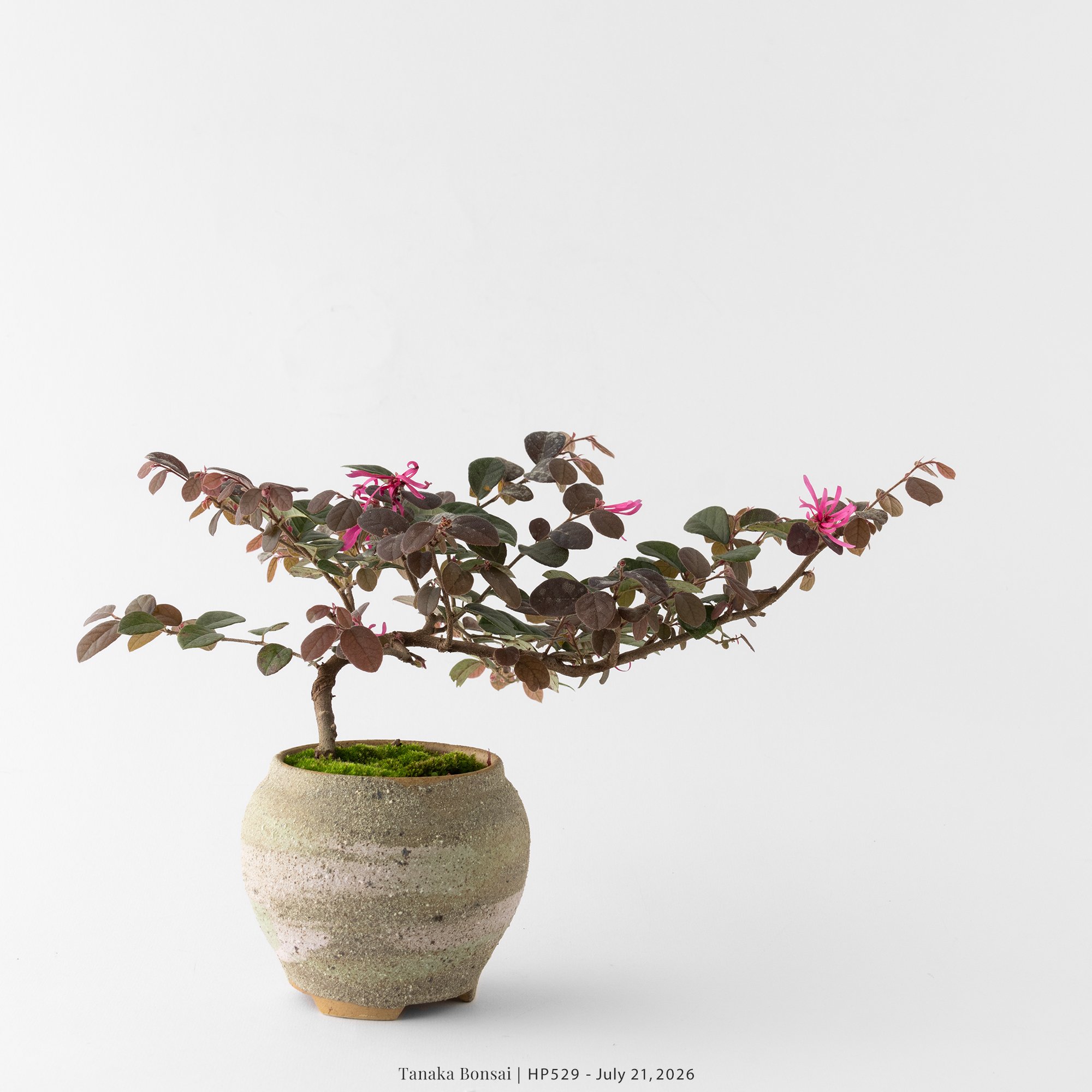 紅花繼木|HP529 紅花繼木|HP529