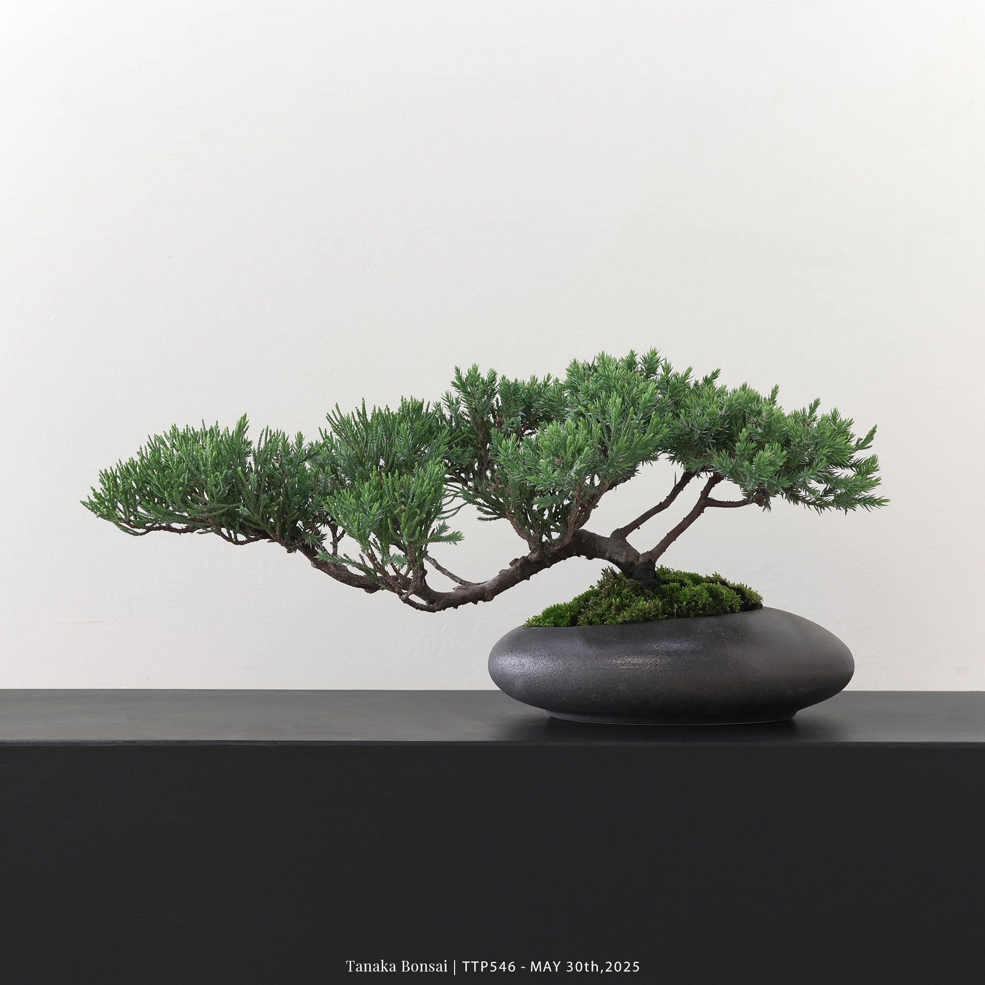 台灣真柏｜TTP546