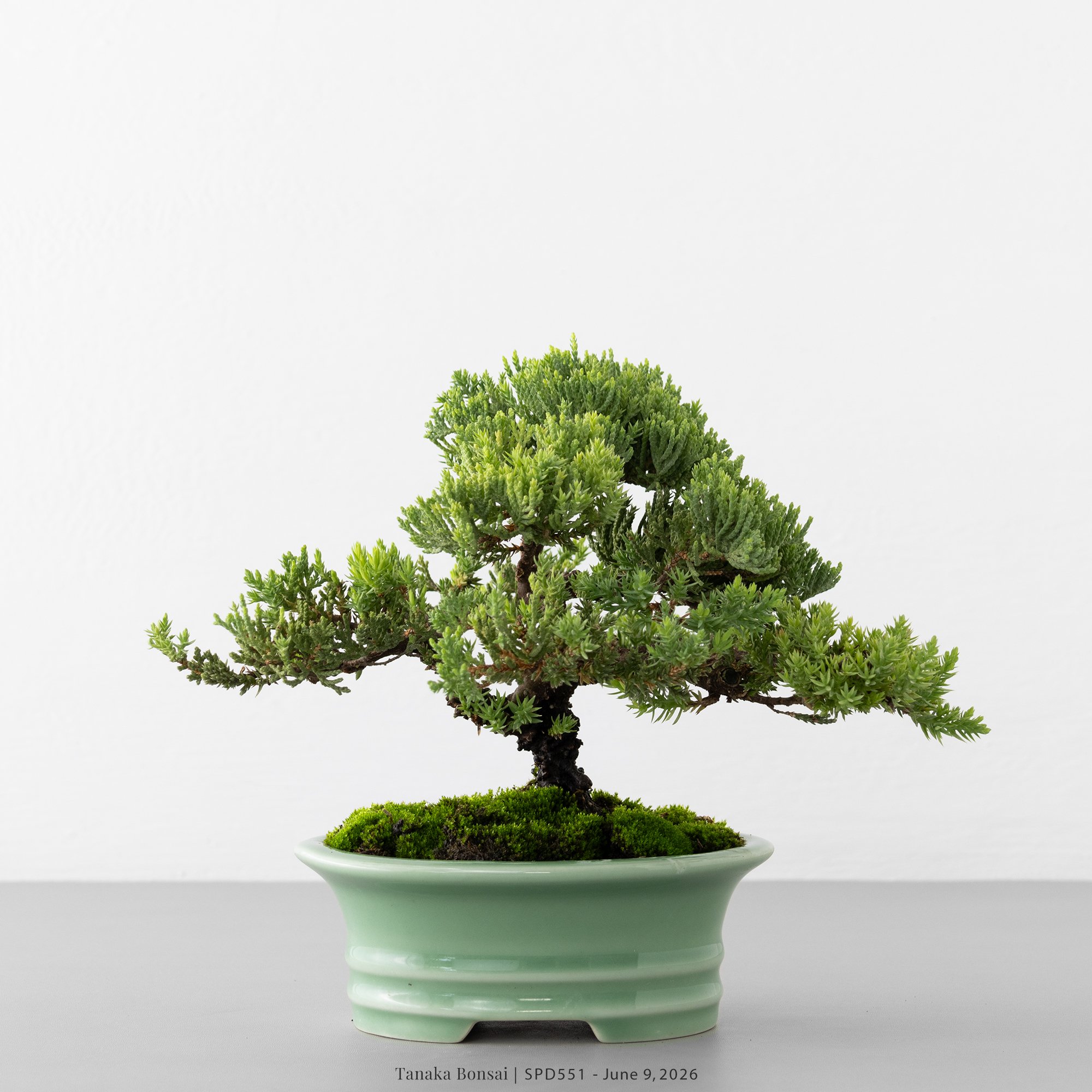 已售出SOLD OUT | 盆景- Tanaka Bonsai