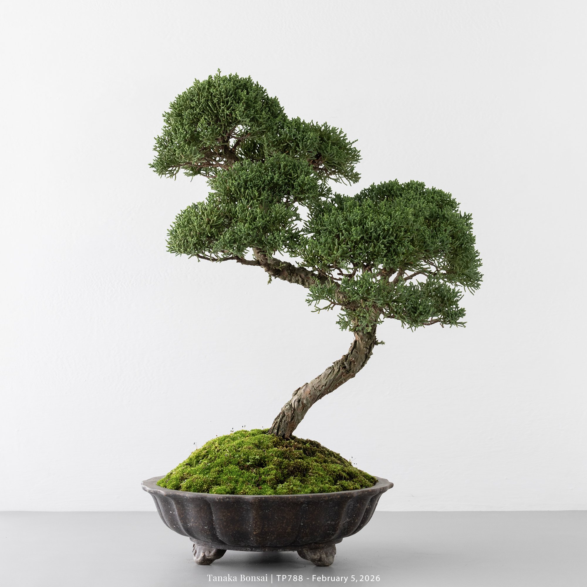 紀州真柏｜TP788