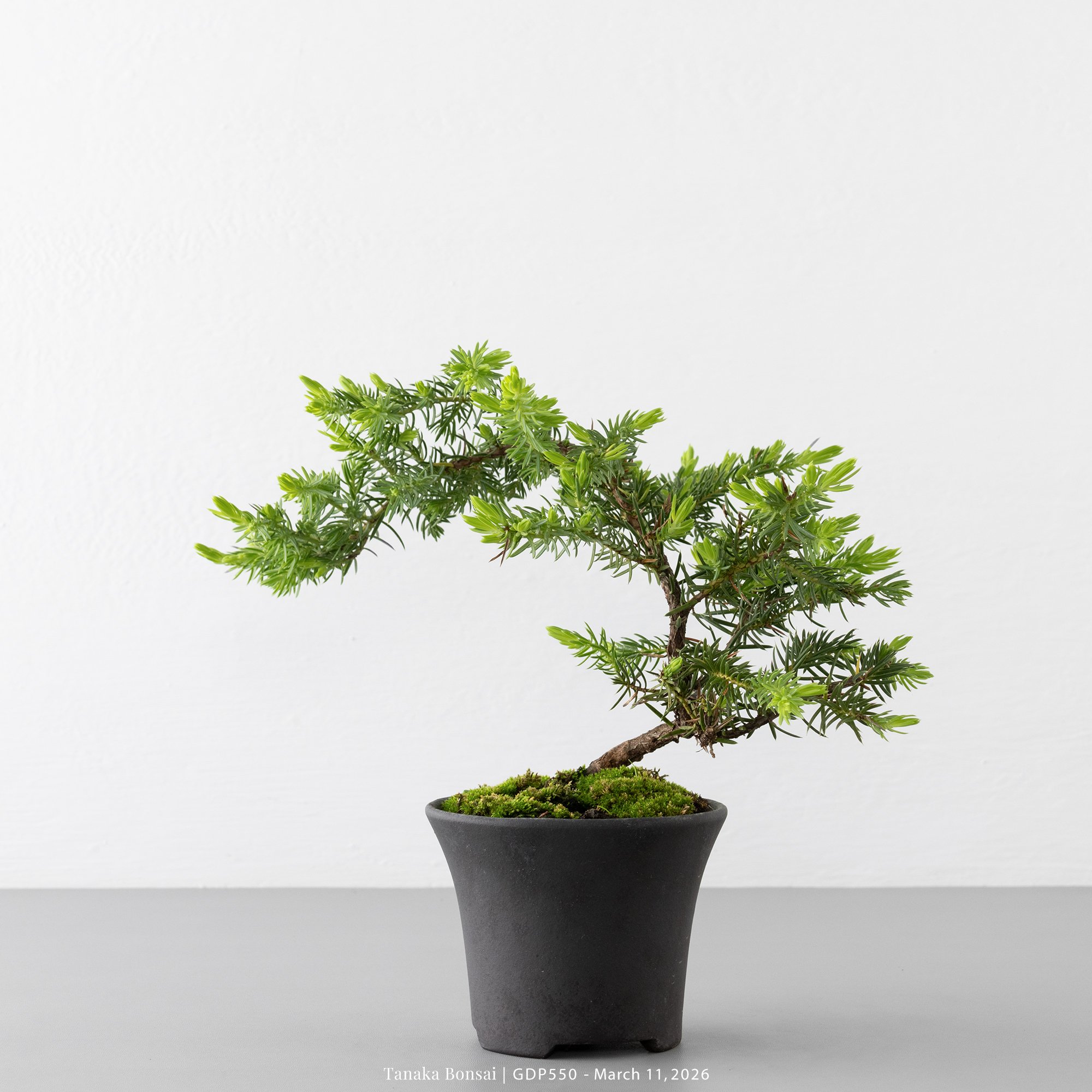 黃金杜松｜GDP550