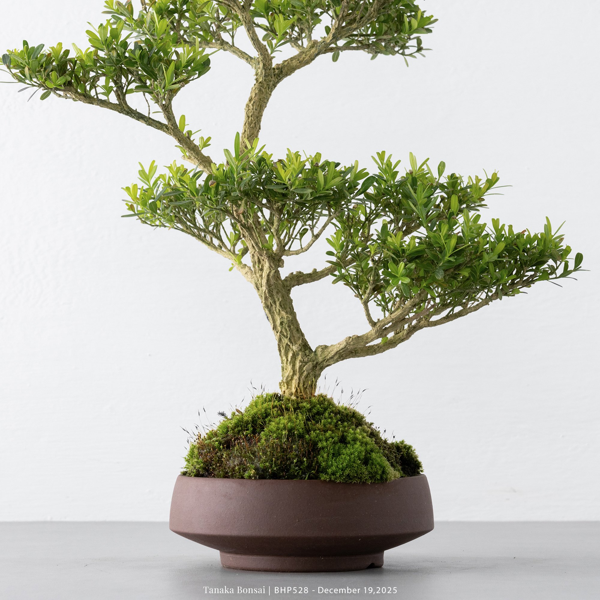 雀舌黃楊｜BHP528