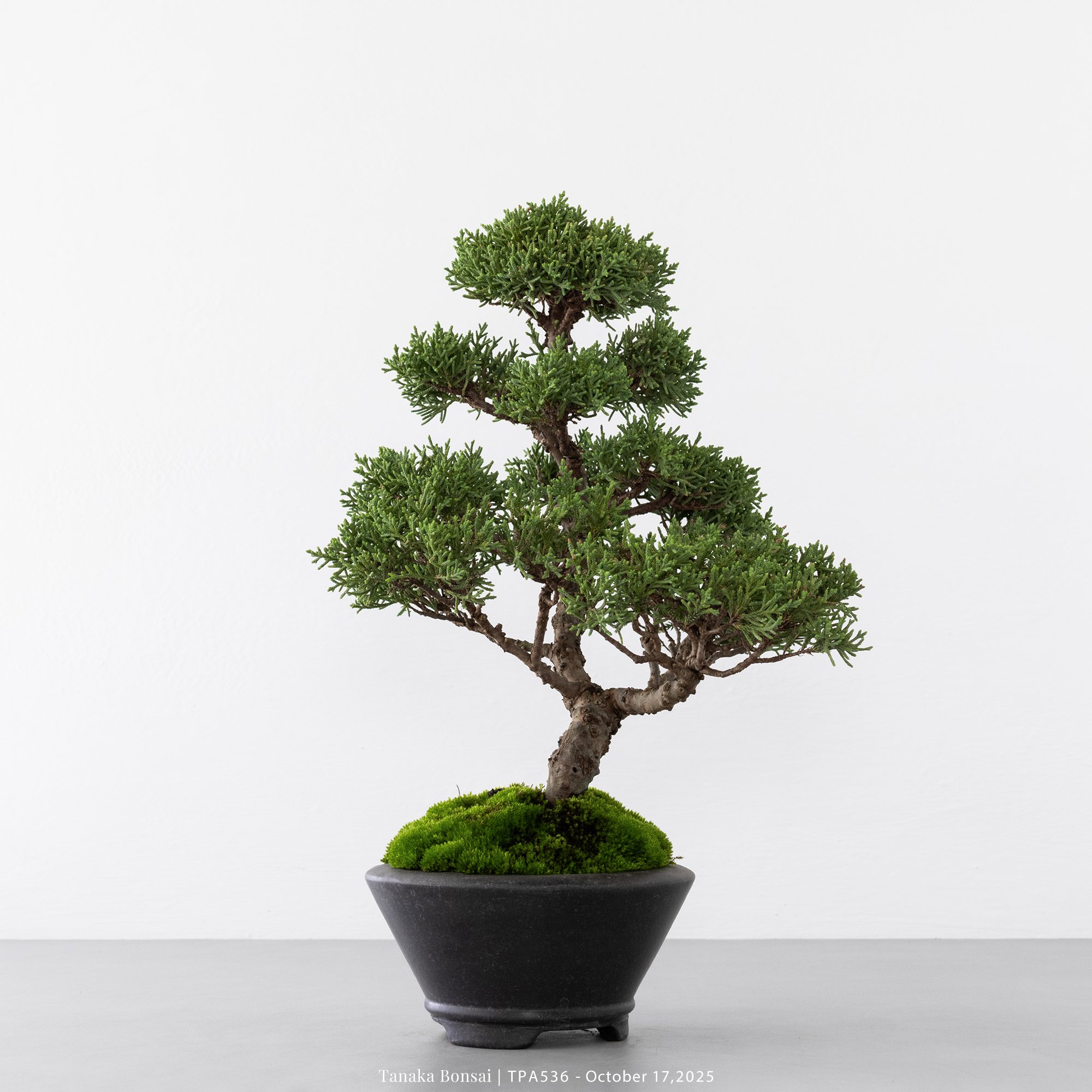 紀州真柏｜TPA536