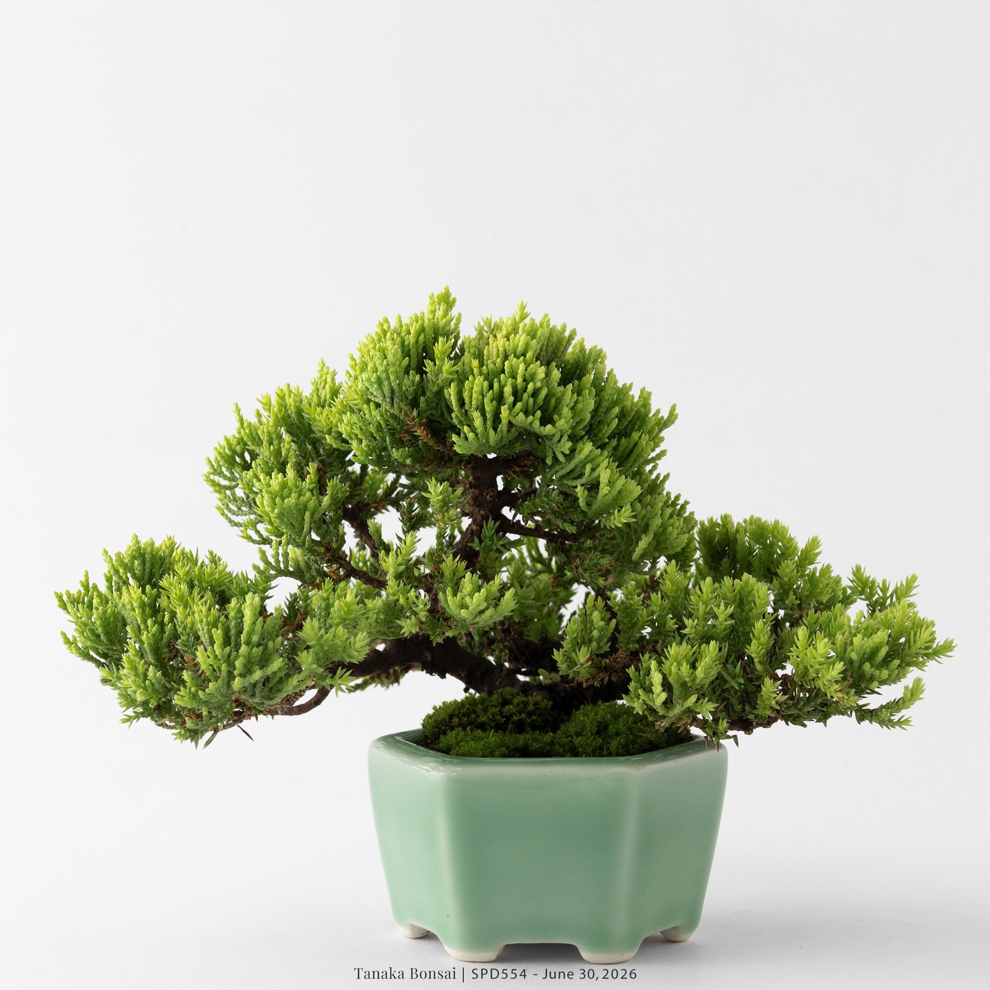 珍珠柏｜SPD554