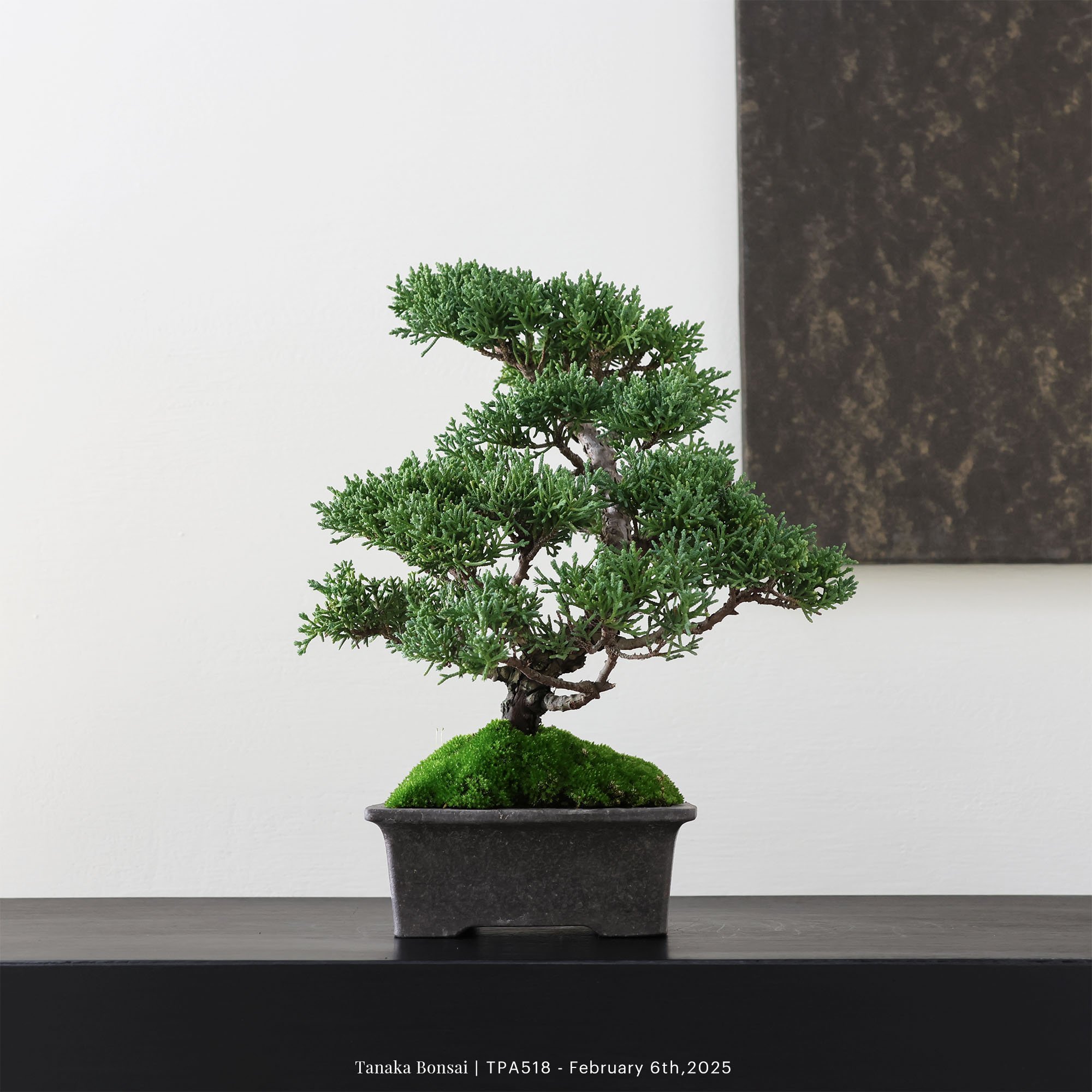 紀州真柏｜TPA518