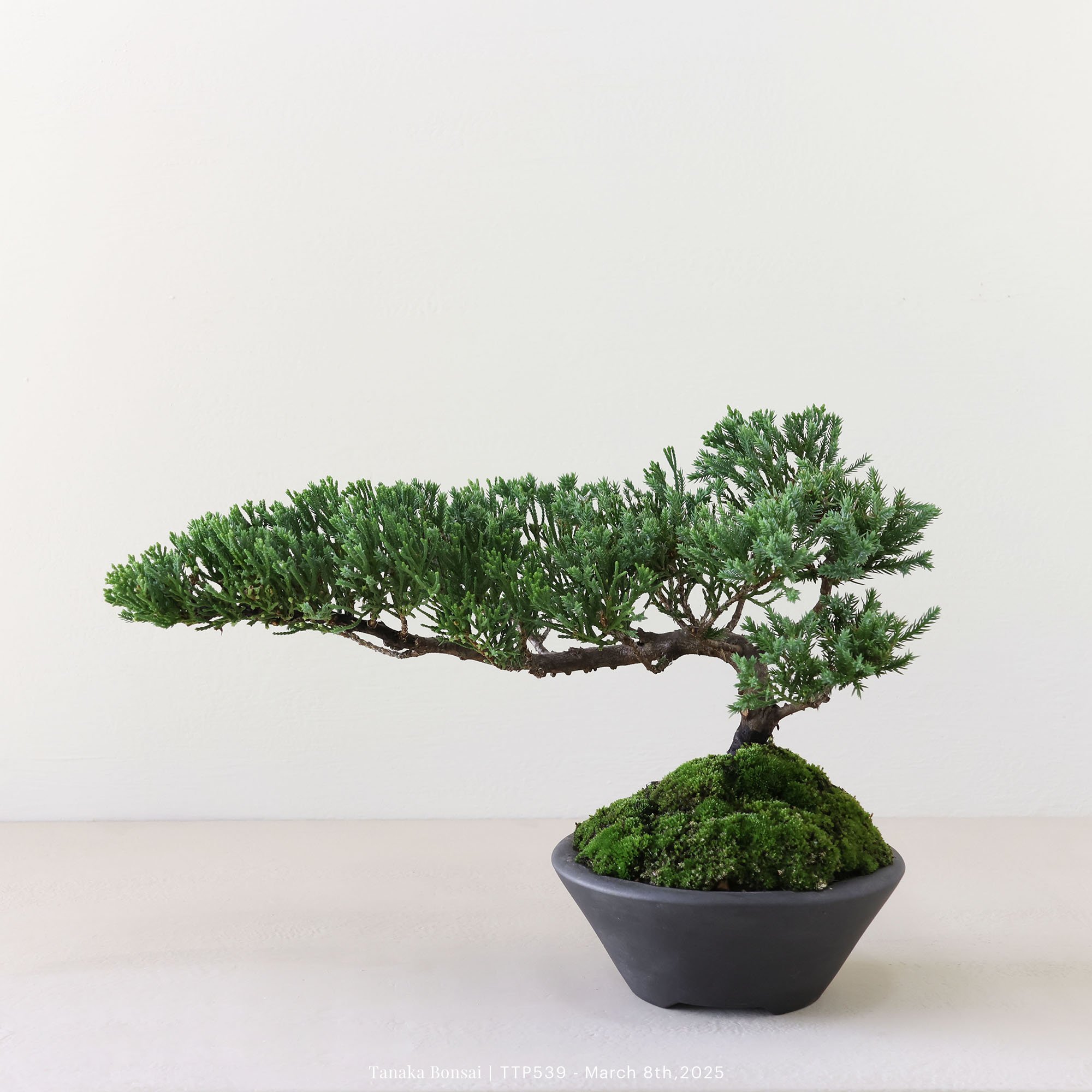 台灣真柏｜TTP539