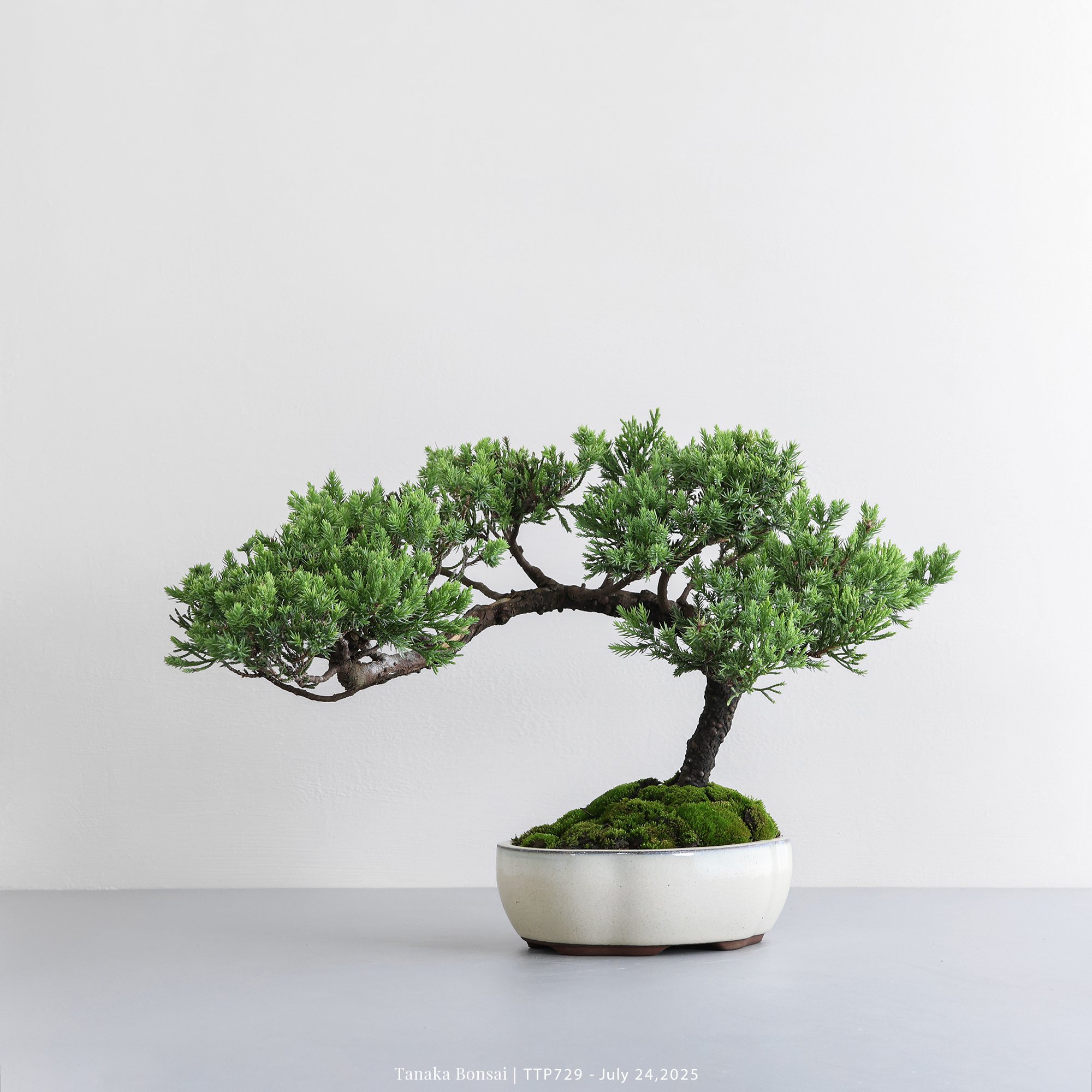 台灣真柏｜TTP729