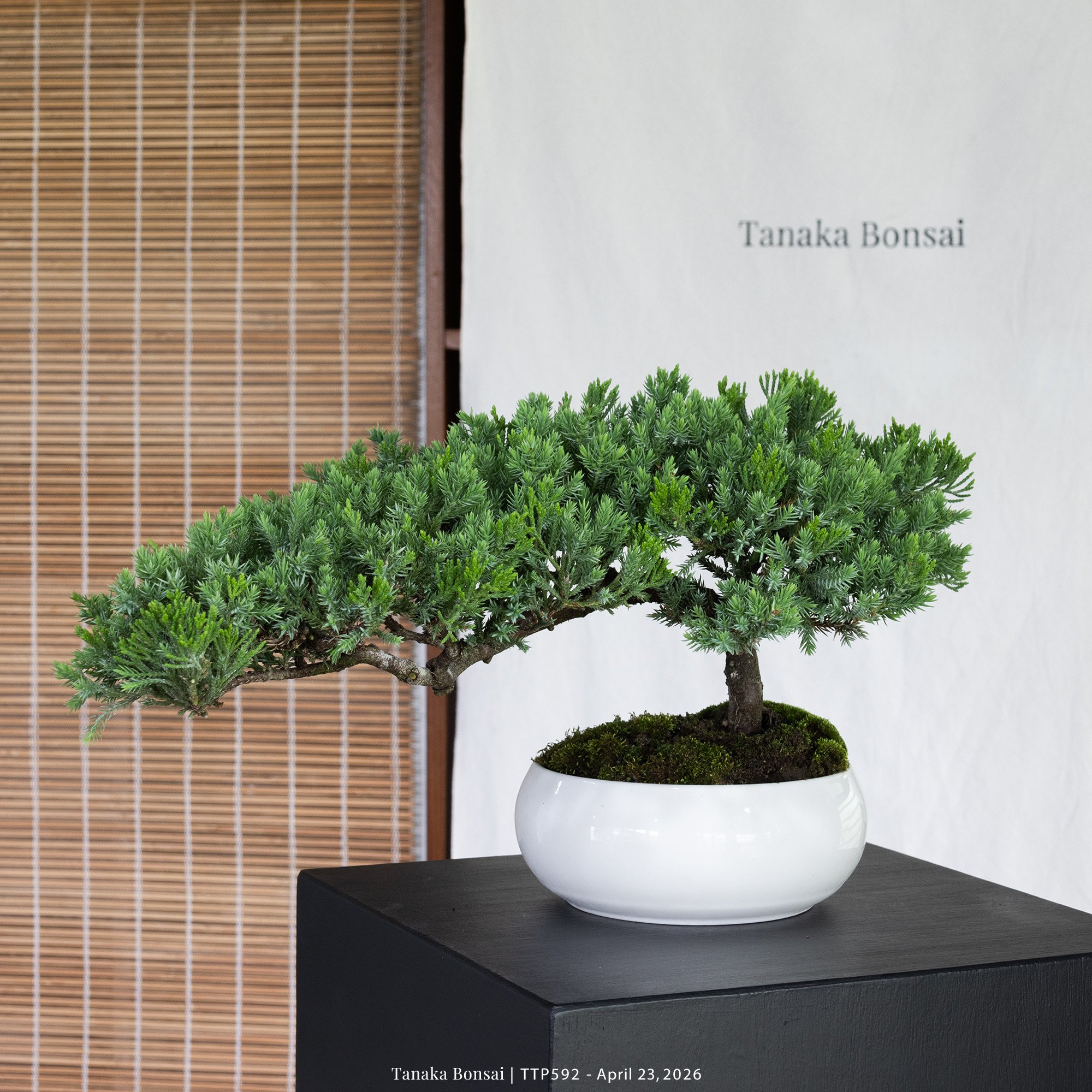 臺灣真柏｜TTP592