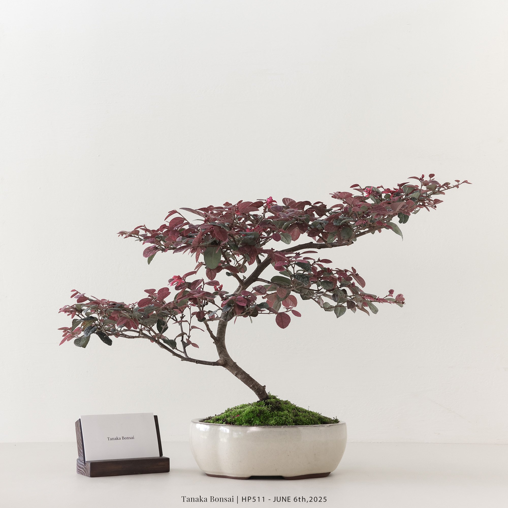 紅花繼木｜HP511