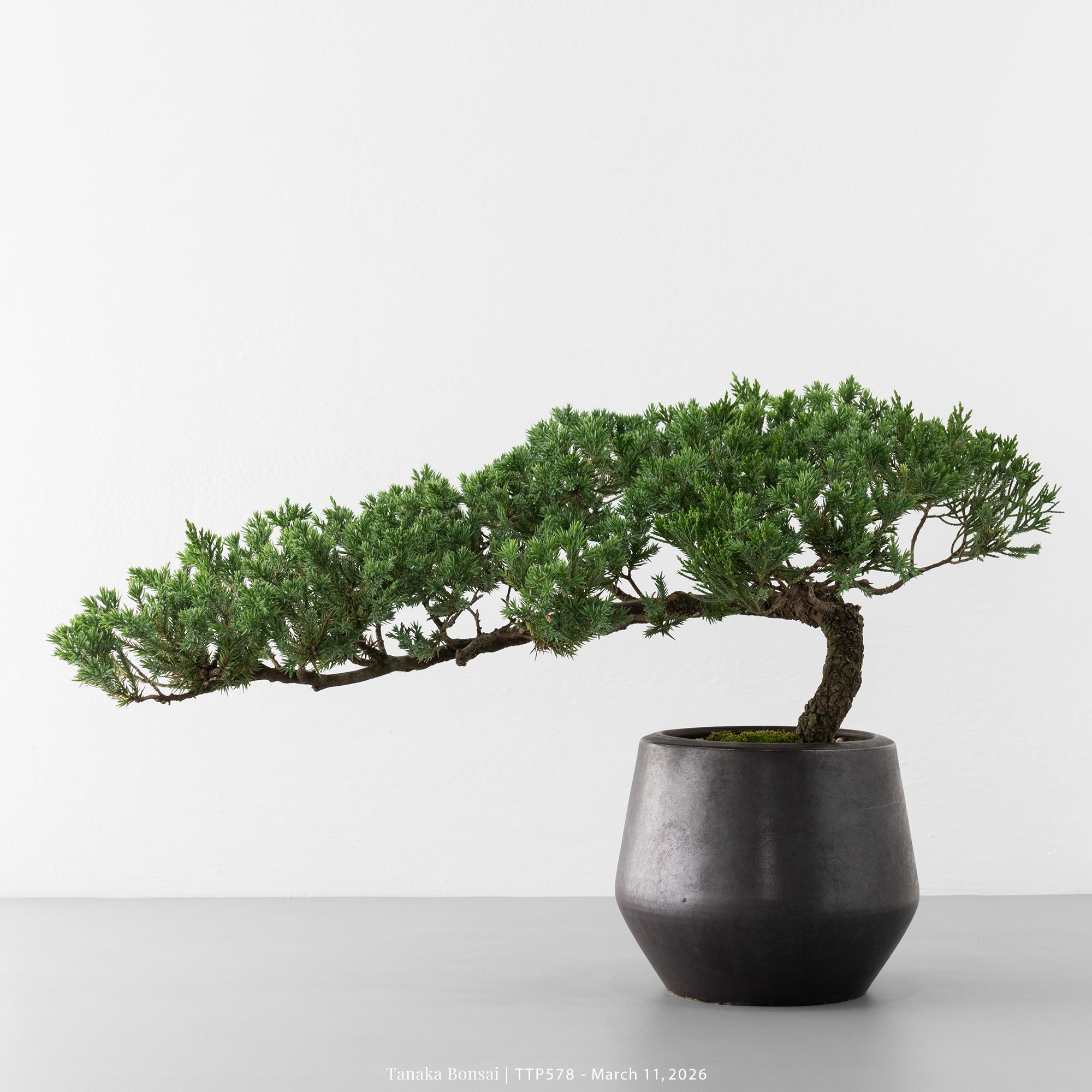 臺灣真柏｜TTP578