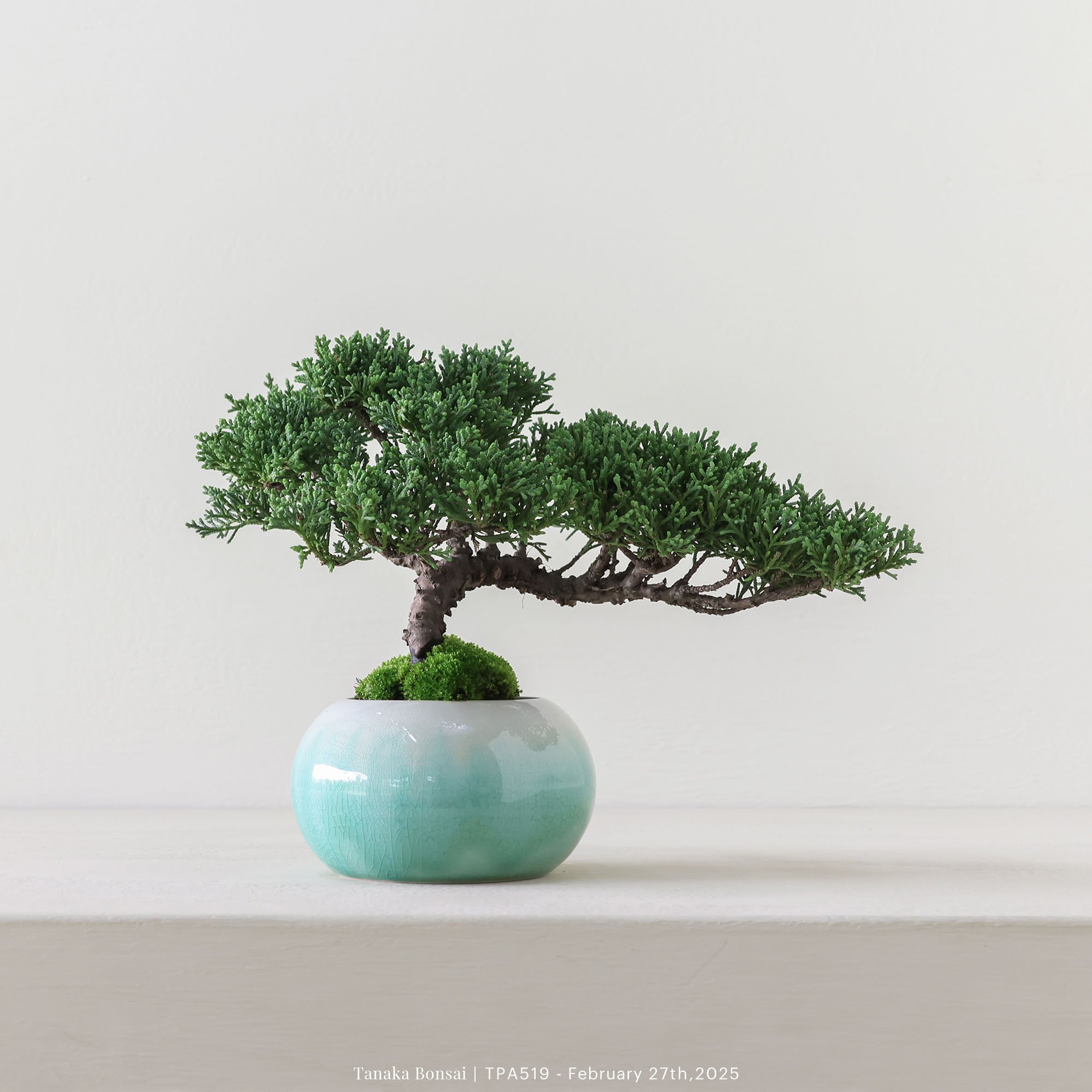 紀州真柏｜TPA519