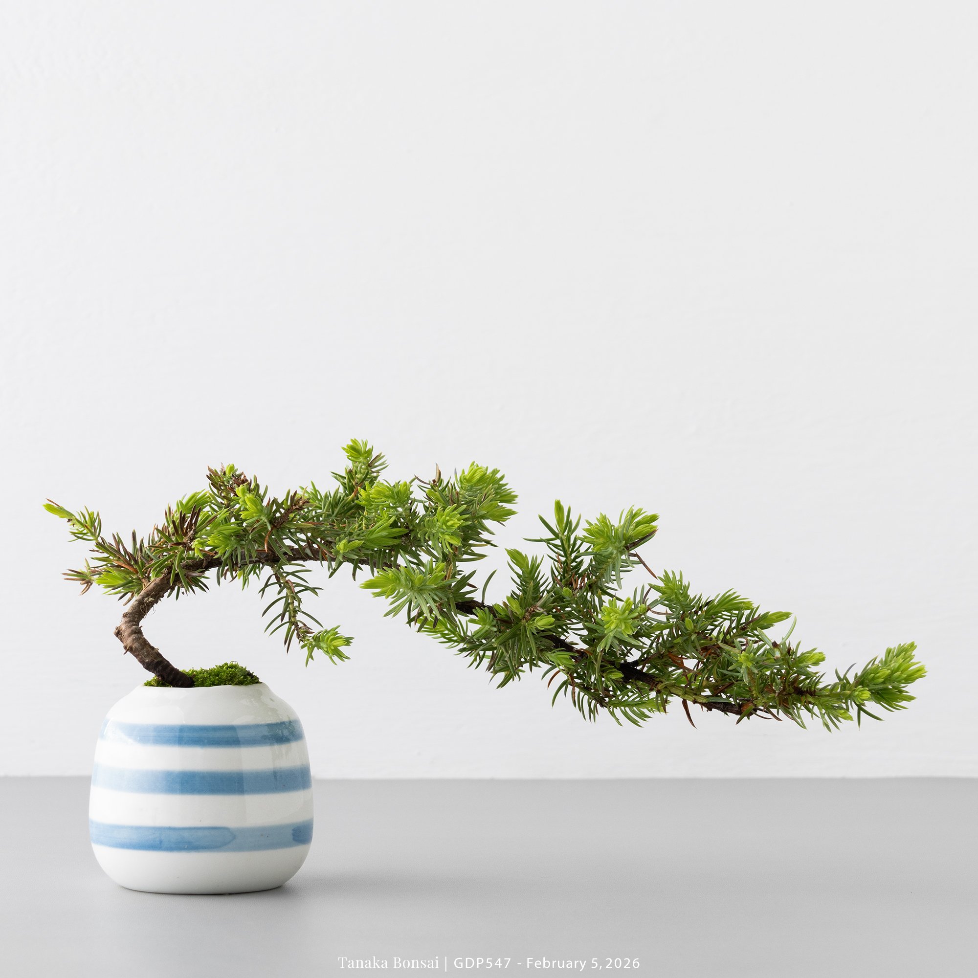 黃金杜松｜GDP547