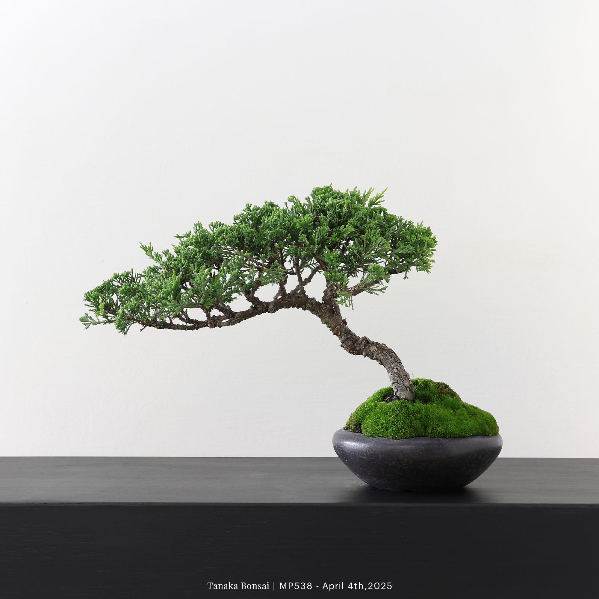 宮坂系魚川真柏｜MP538