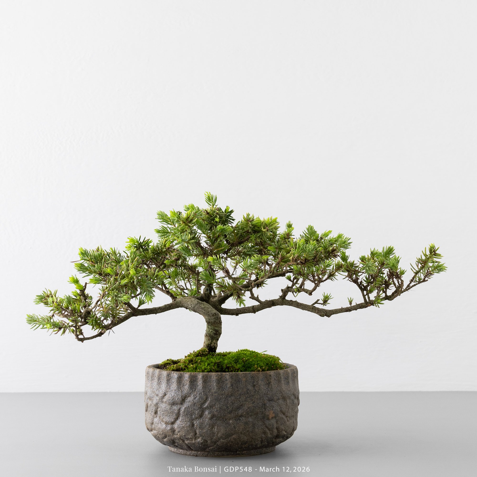 黃金杜松｜GDP548