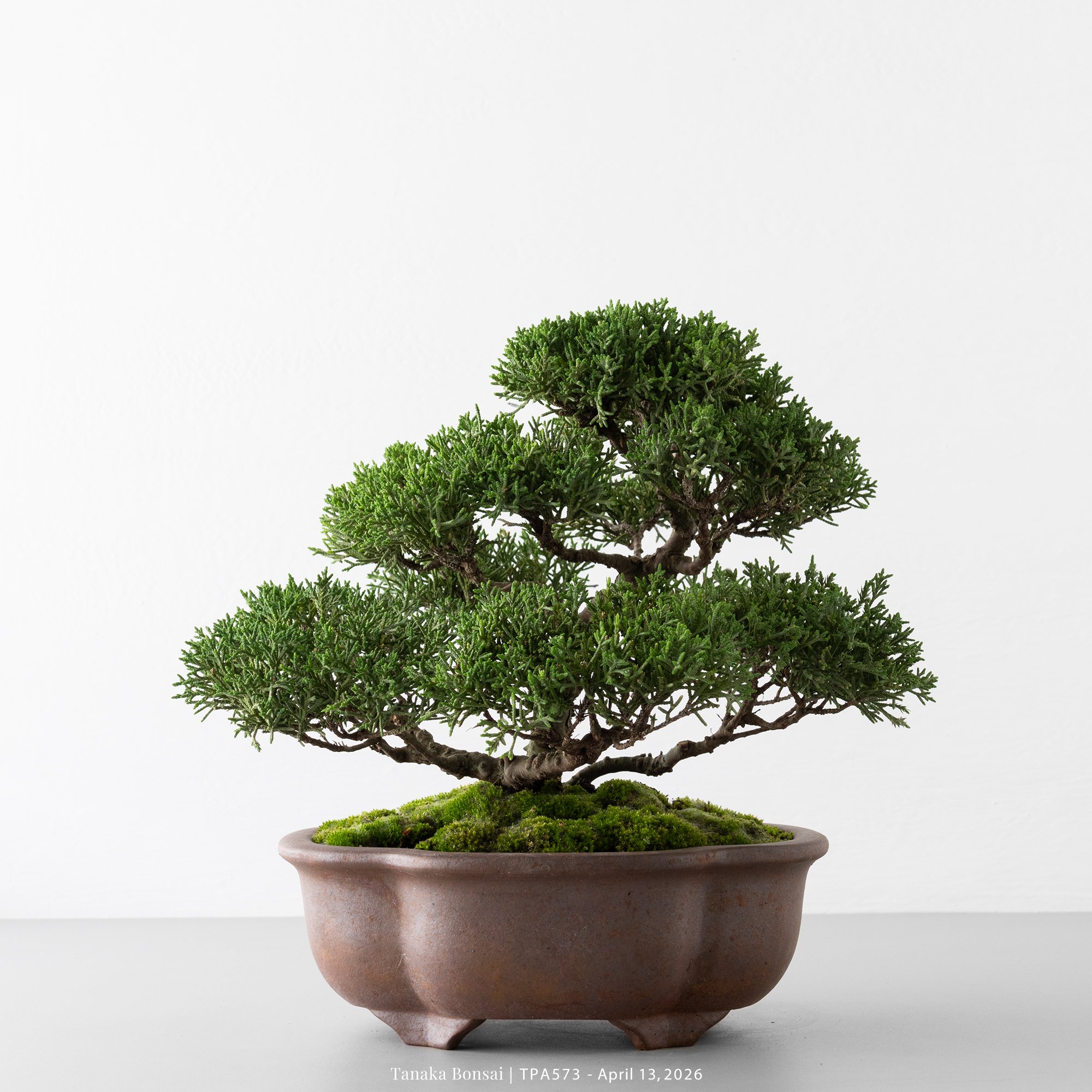 紀州真柏｜TPA573