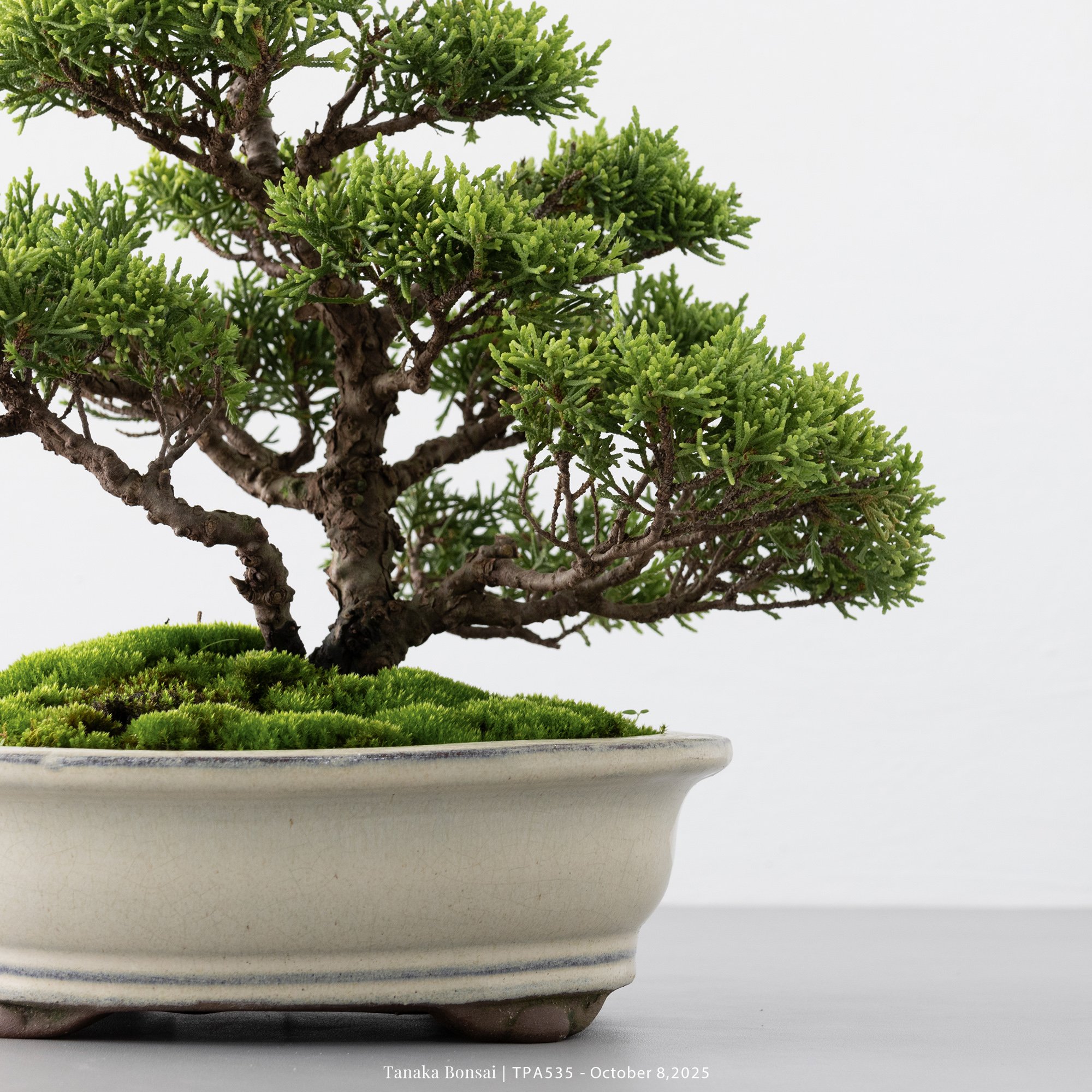 紀州真柏｜TPA535