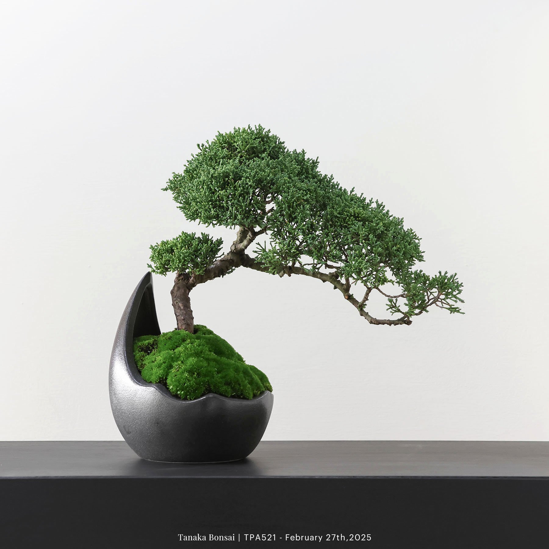 紀州真柏｜TPA521