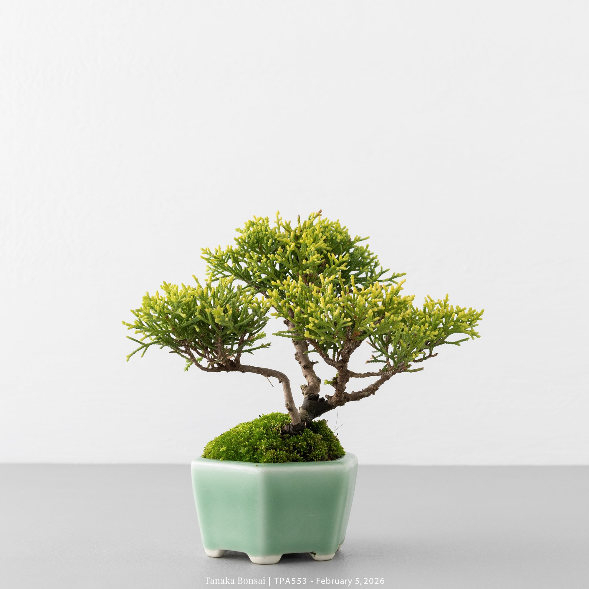 紀州真柏｜TPA553