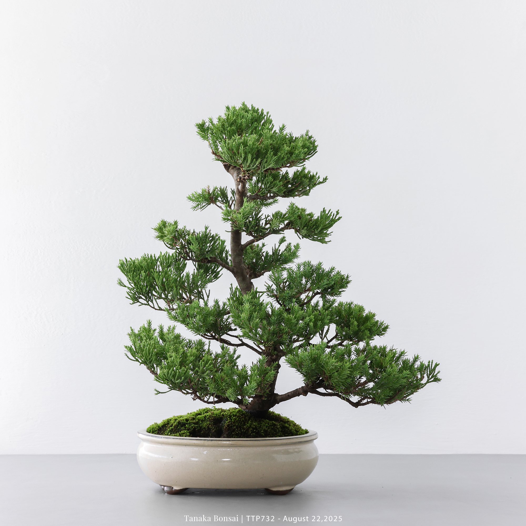 台灣真柏｜TTP732