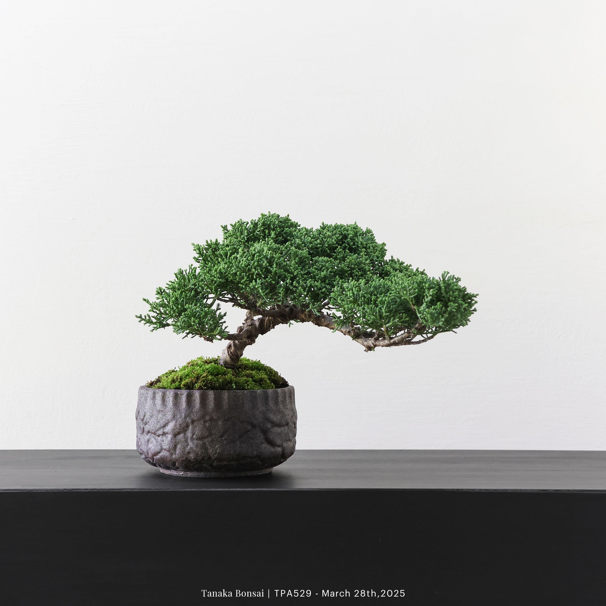 紀州真柏｜TPA529