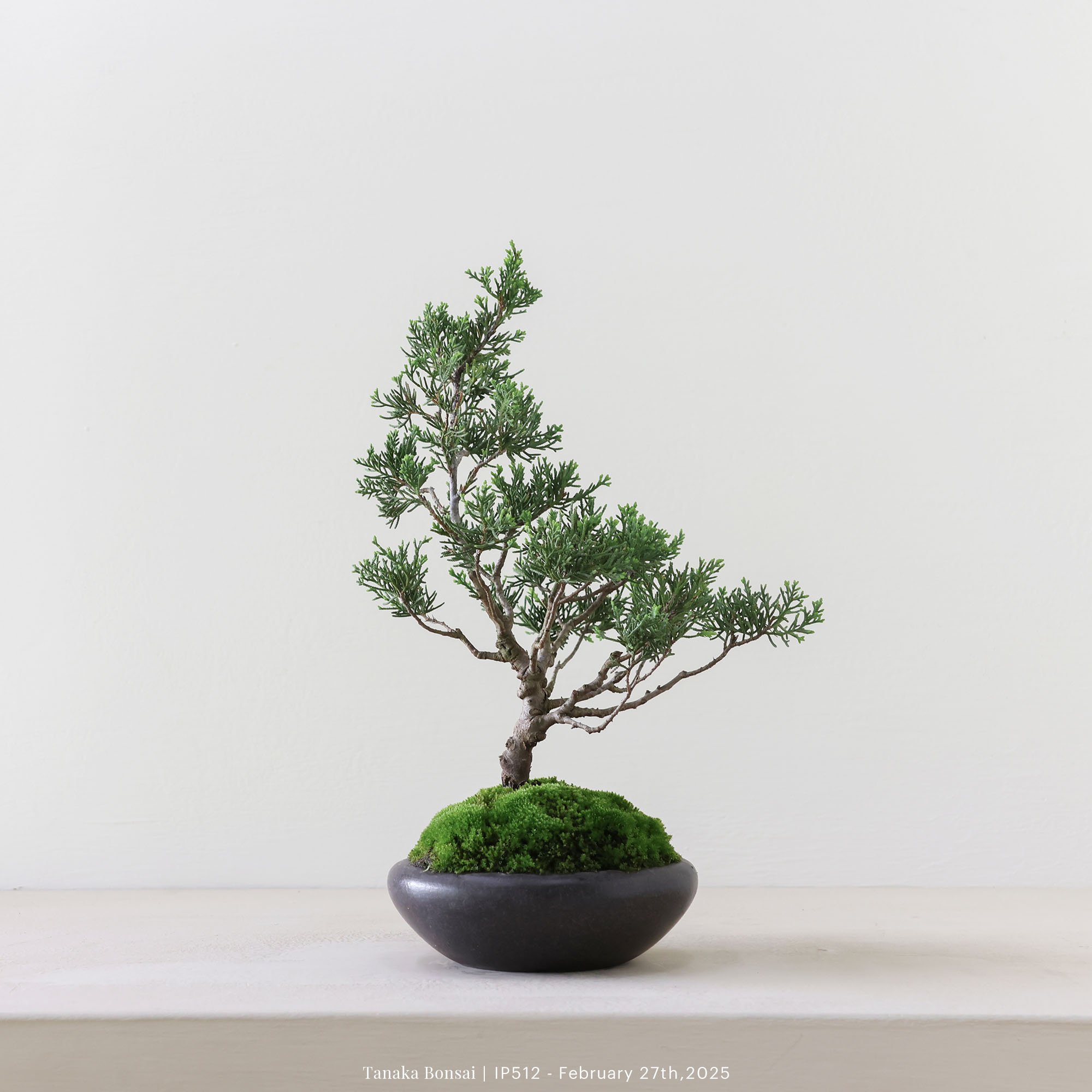 系魚川真柏｜IP512