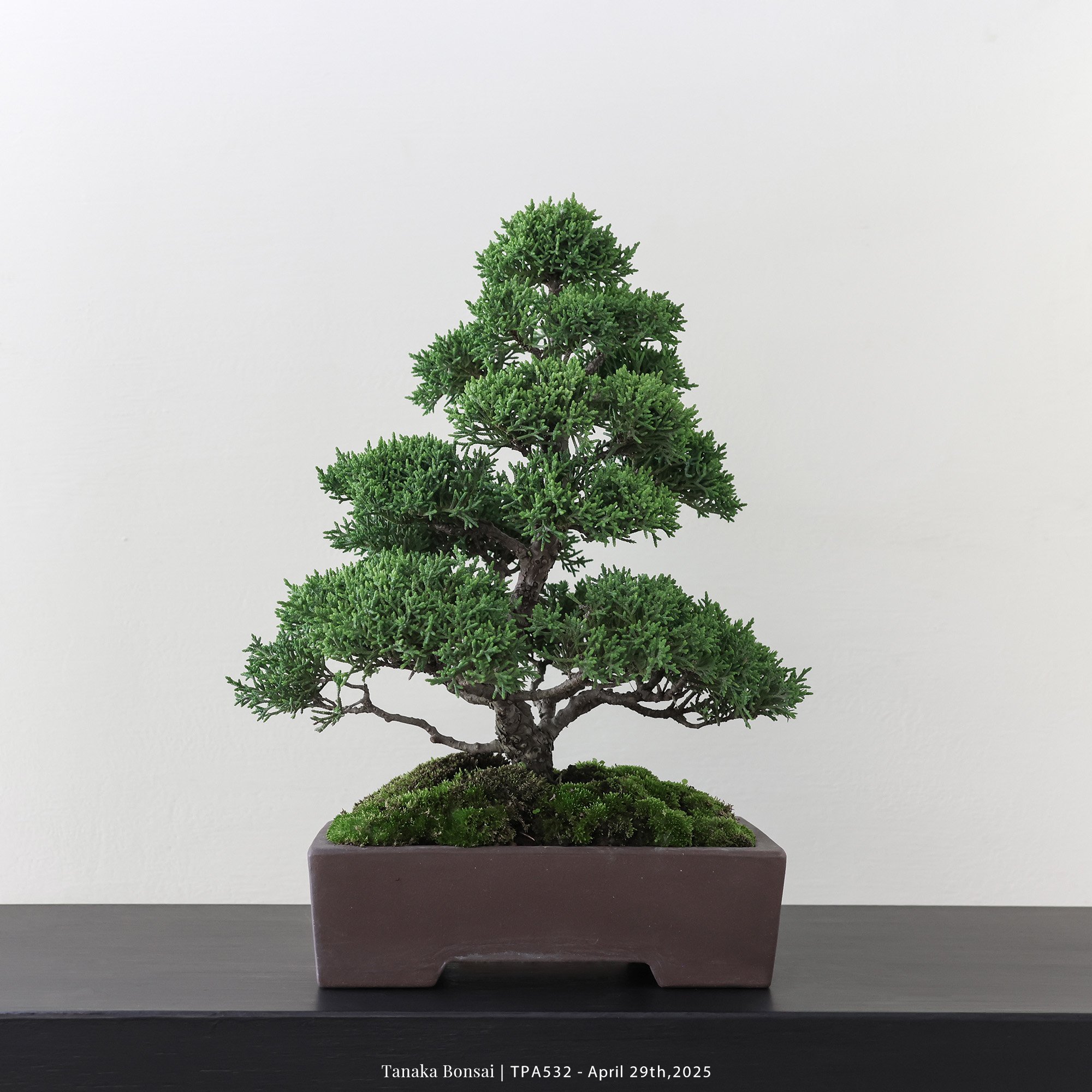 紀州真柏｜TPA532