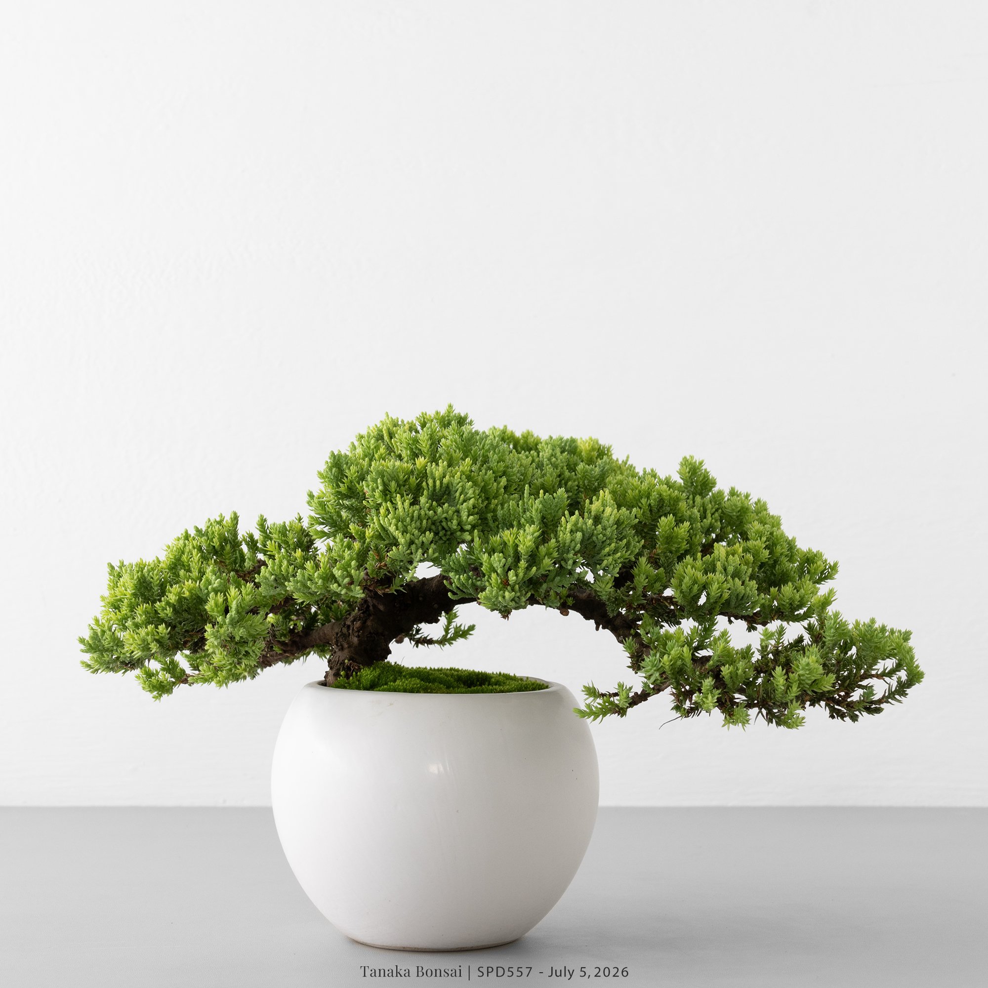 珍珠柏|SPD557 珍珠柏|SPD557