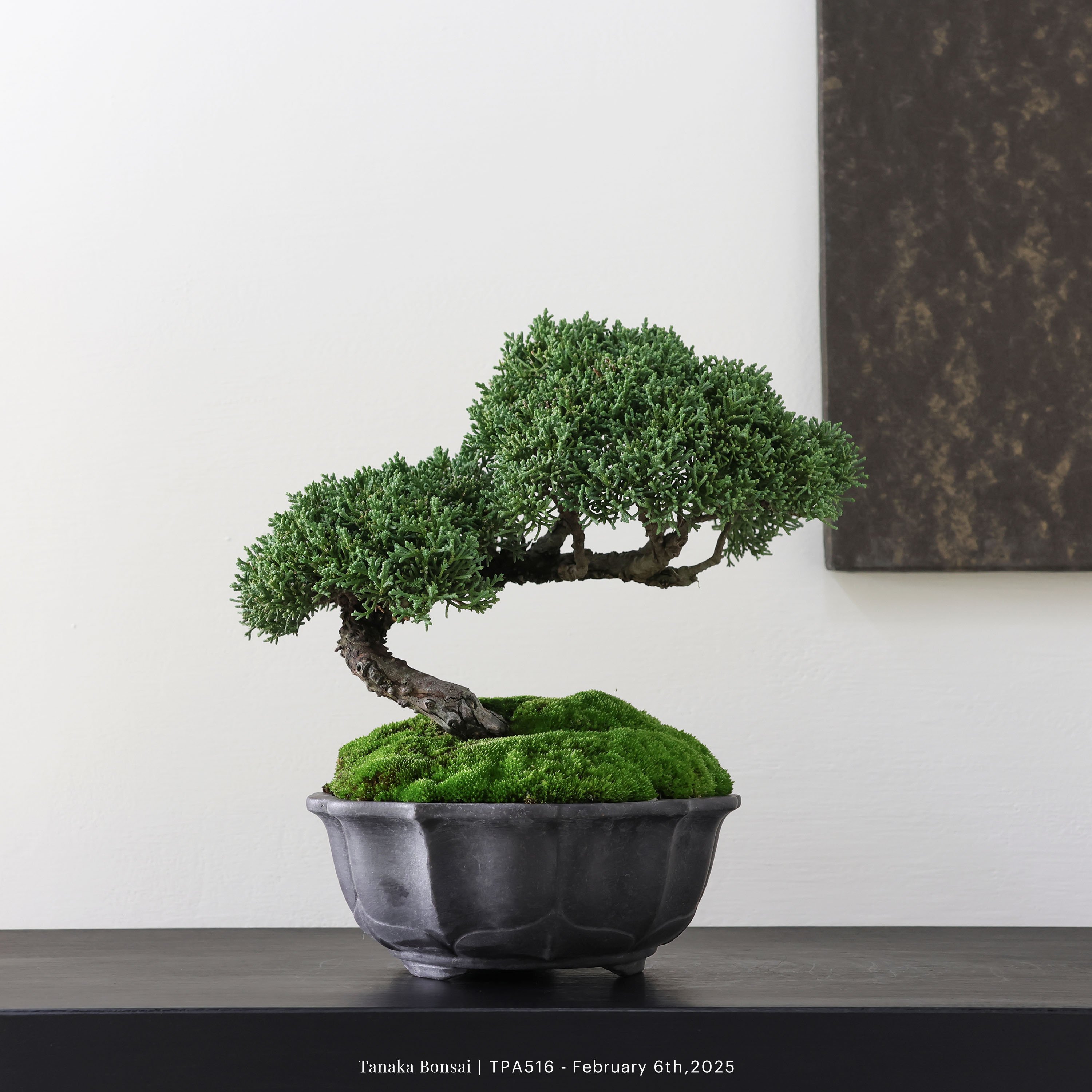 紀州真柏｜TPA516