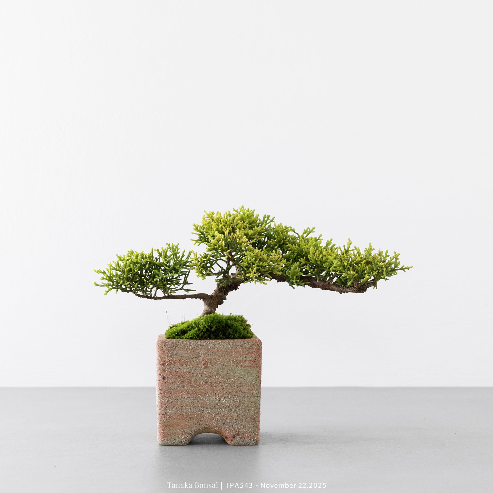 紀州真柏｜TPA543