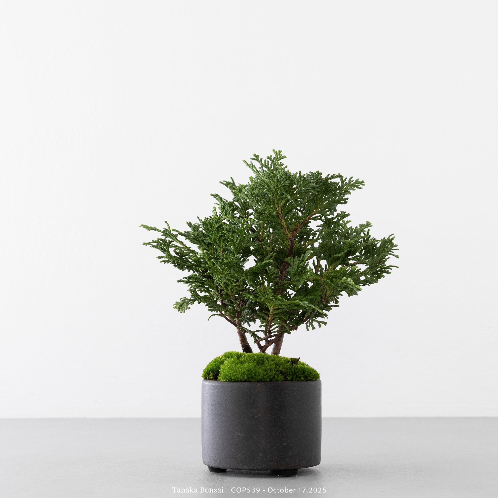 日本青檜｜COP539